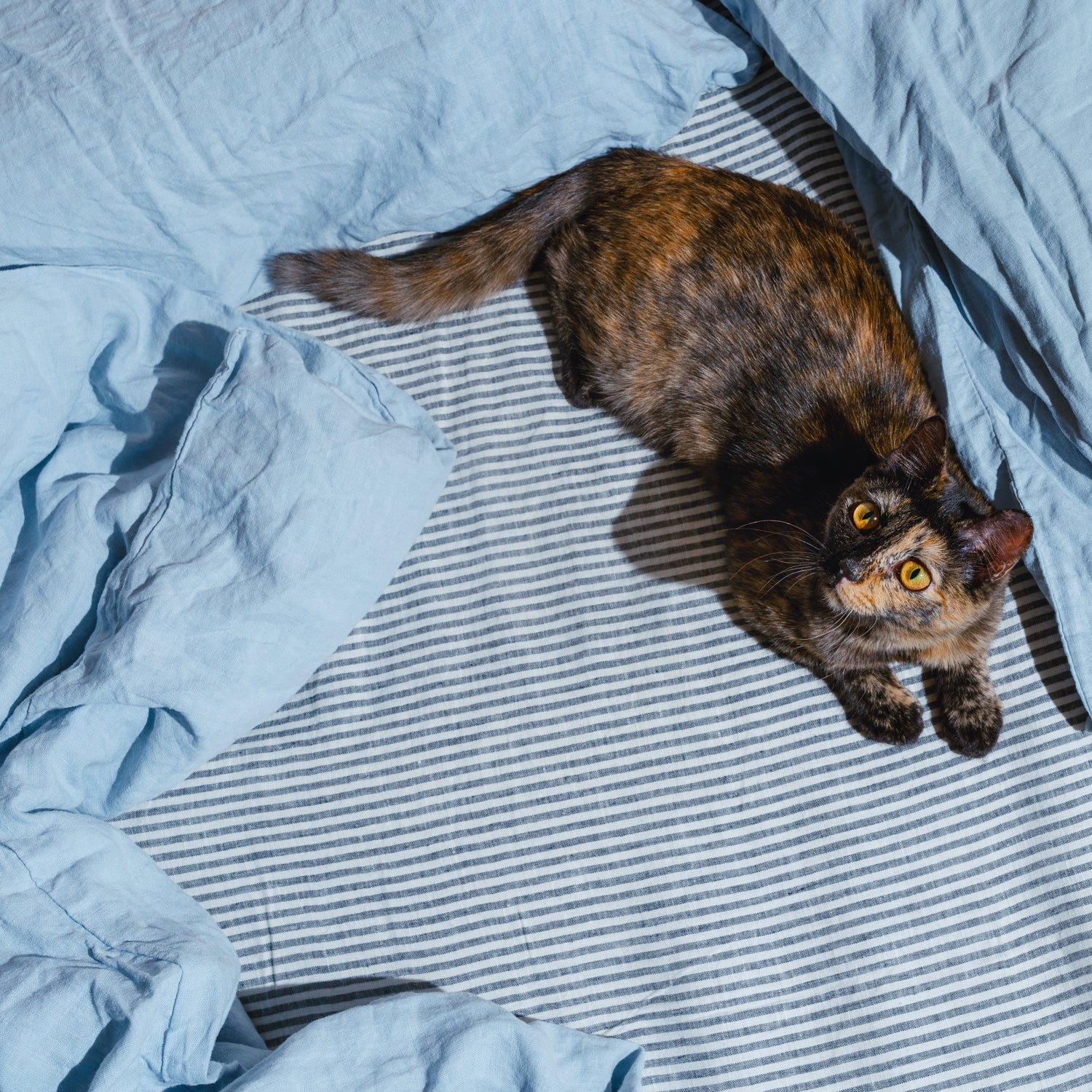 A cat lounging on a bed with blue sheets, enjoying the comfort while Tuscany Candle® EVD's Lazy Days Scented Jar Candle (14 oz) – Pet Odor Control Collection effectively neutralize odors around.