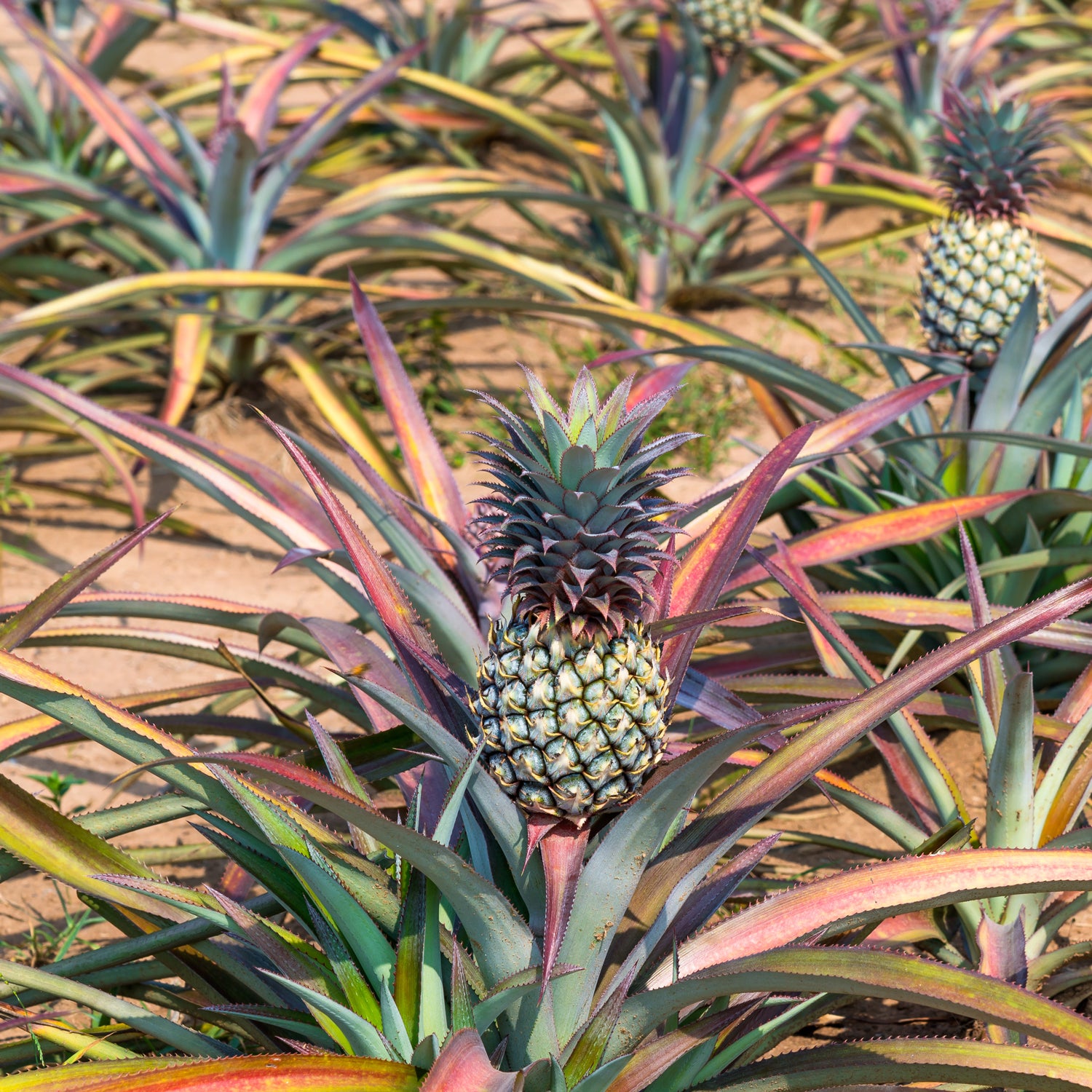 A field filled with fragrant Tuscany Candle Pineapple Ginger Long-Lasting Scented Jar Candles (14 oz), emitting a captivating aroma of essential oils.