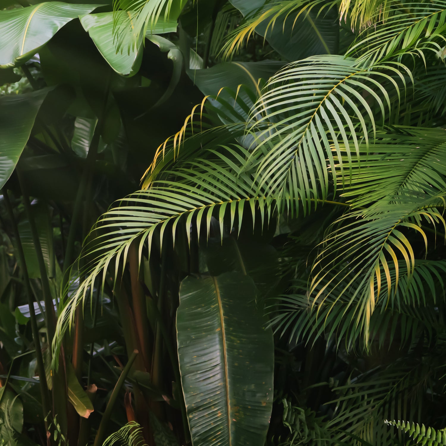 A photo of palm leaves - one of the fragrance components of Tuscany's "Rainforest Reset" filled candle