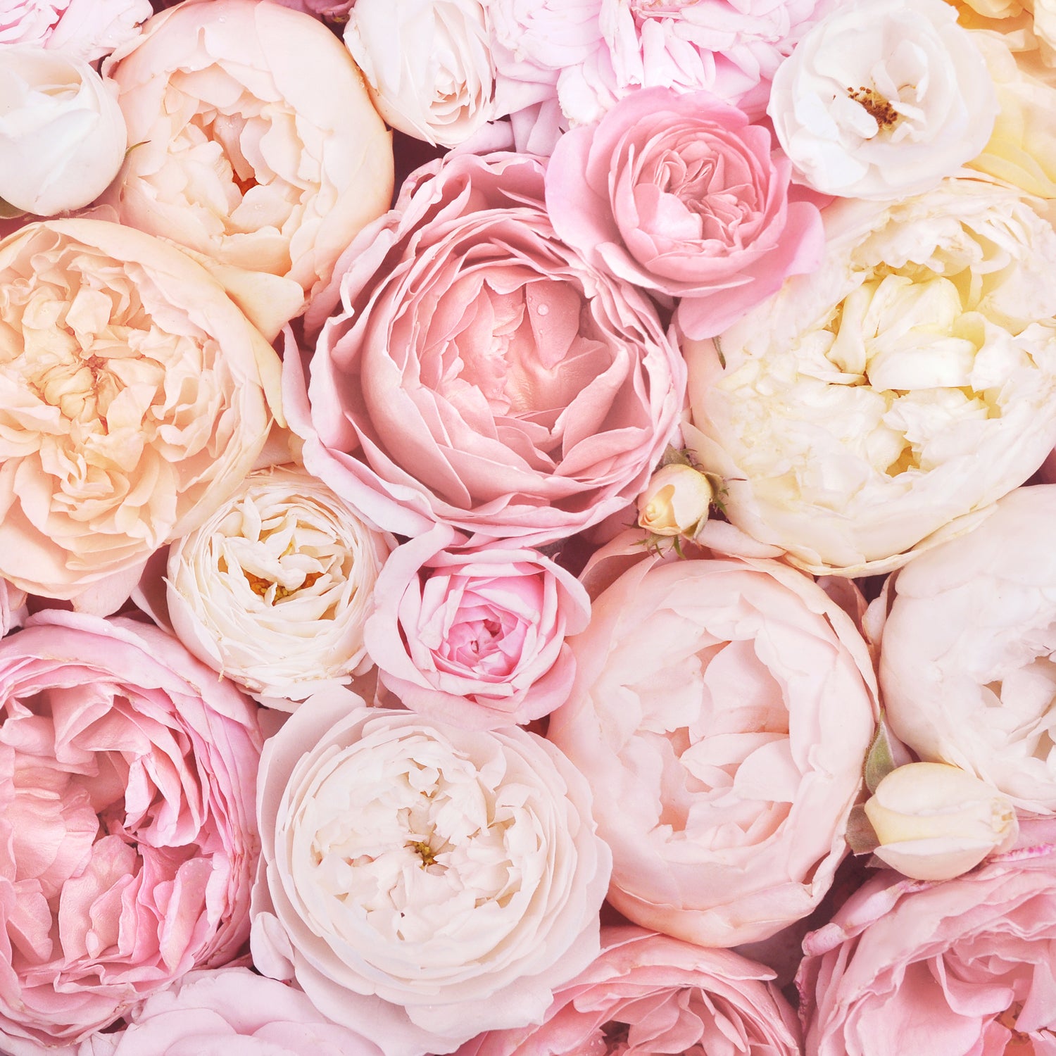 A close up photo of rose petals, which are one of the core fragrance notes in the "Beach Rose" odor-eliminating scented candle from Tuscany Candle.