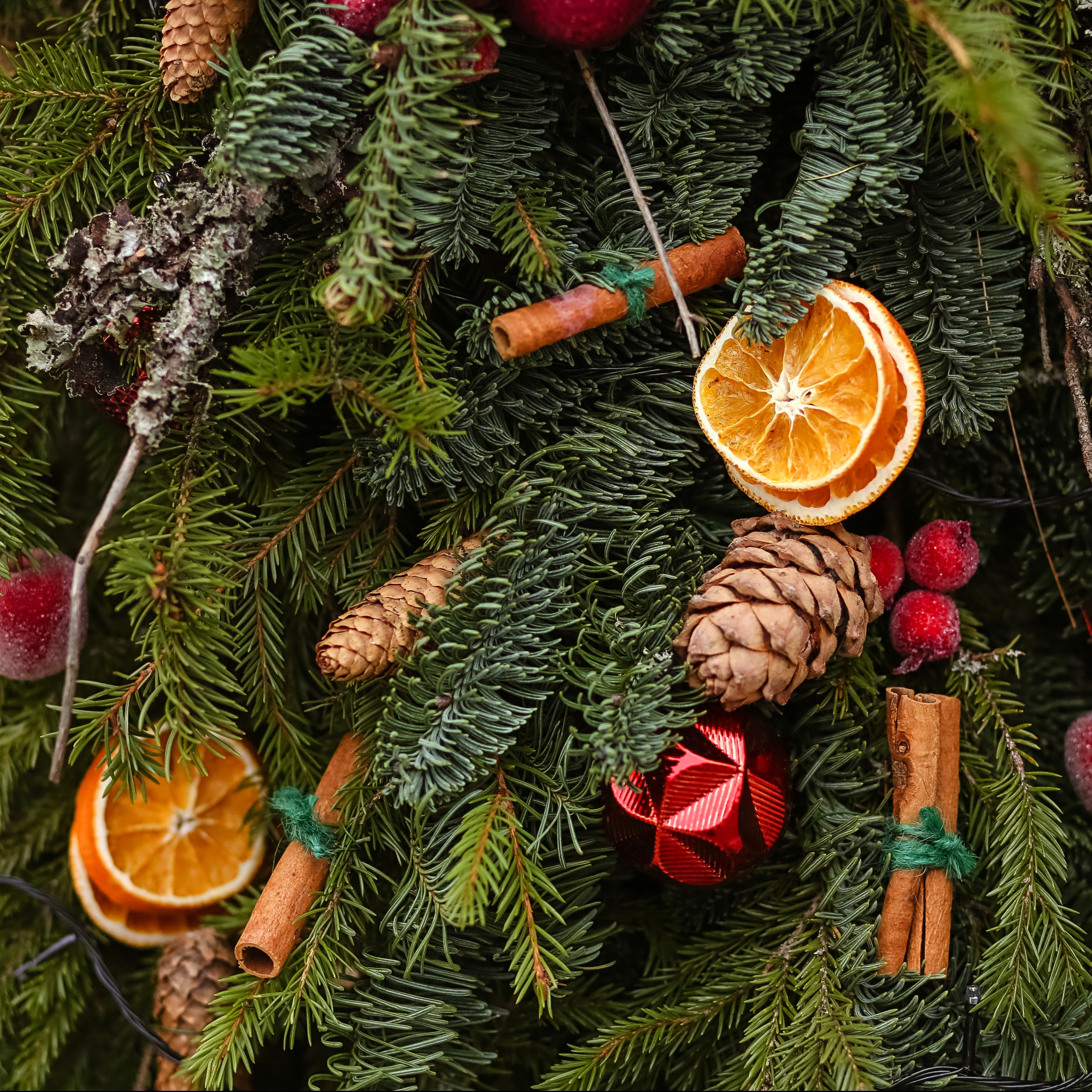 A close up of a Christmas tree draped with oranges and cinnamon. These aromas inspire this holiday candle