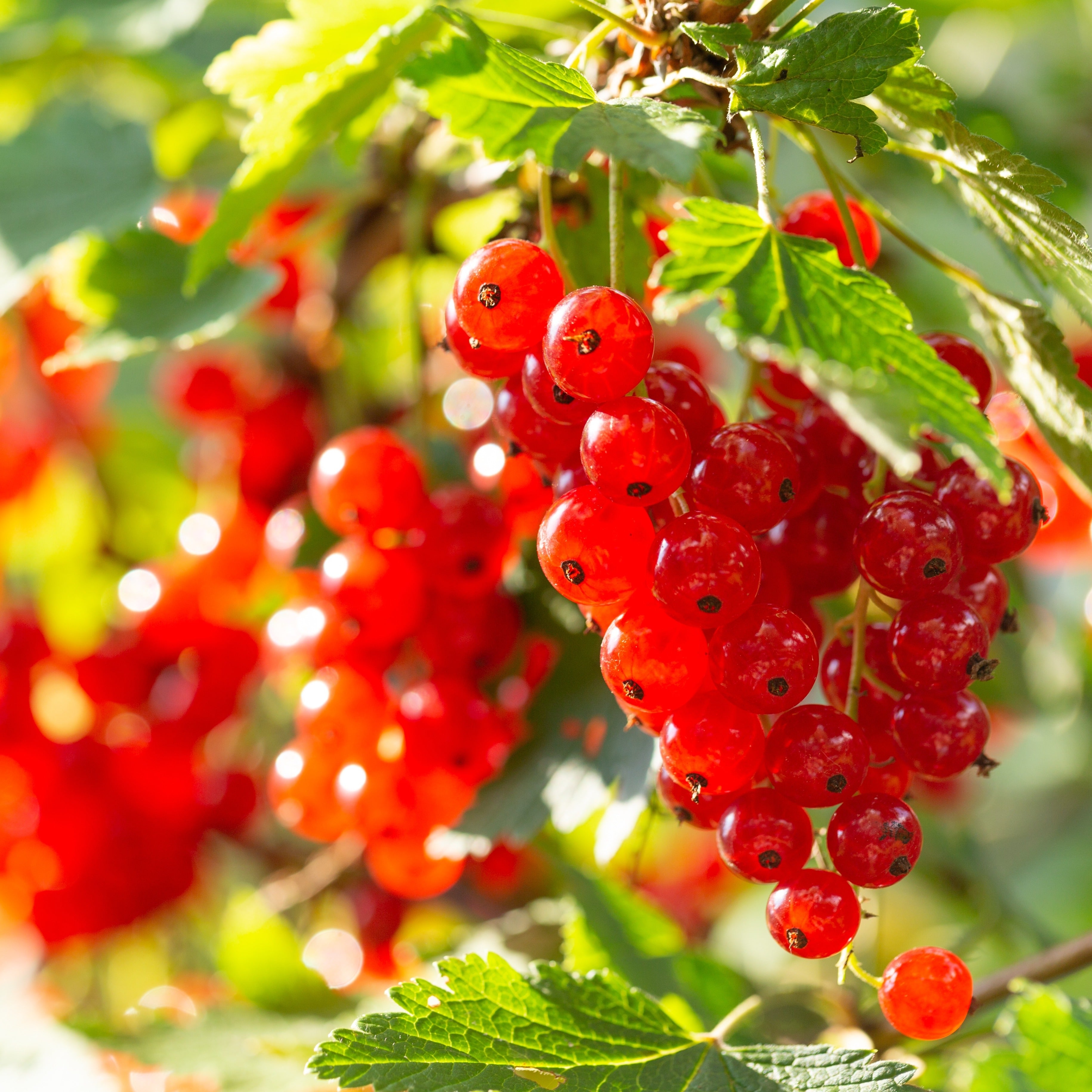 Mandarin Currants on a branch with green leaves, emitting a delightful fragrance.