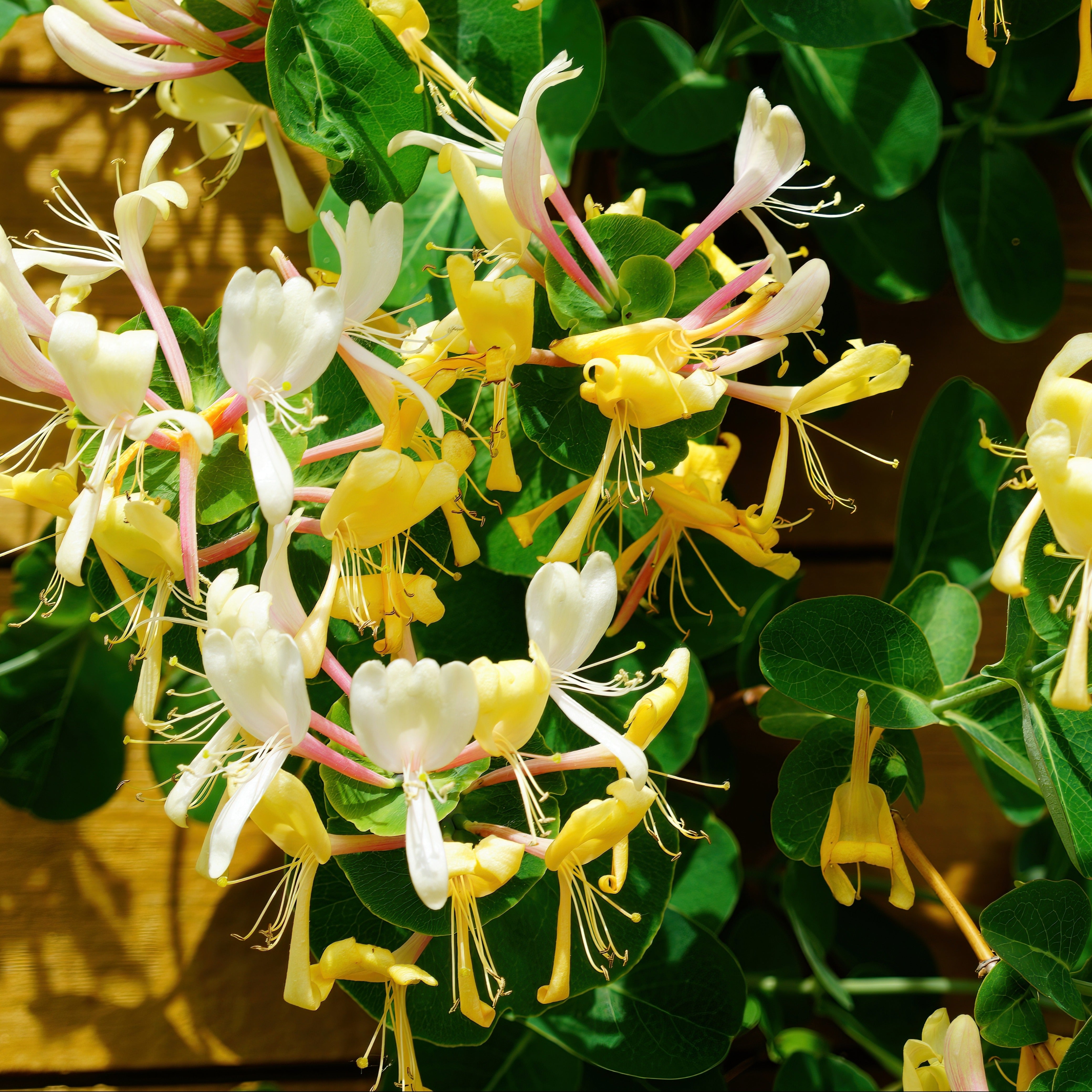 A bunch of yellow and white flowers on a plant, emitting fragrances reminiscent of Tuscany Candle's Black Cherry Scented Wax Melt (2.5 oz).