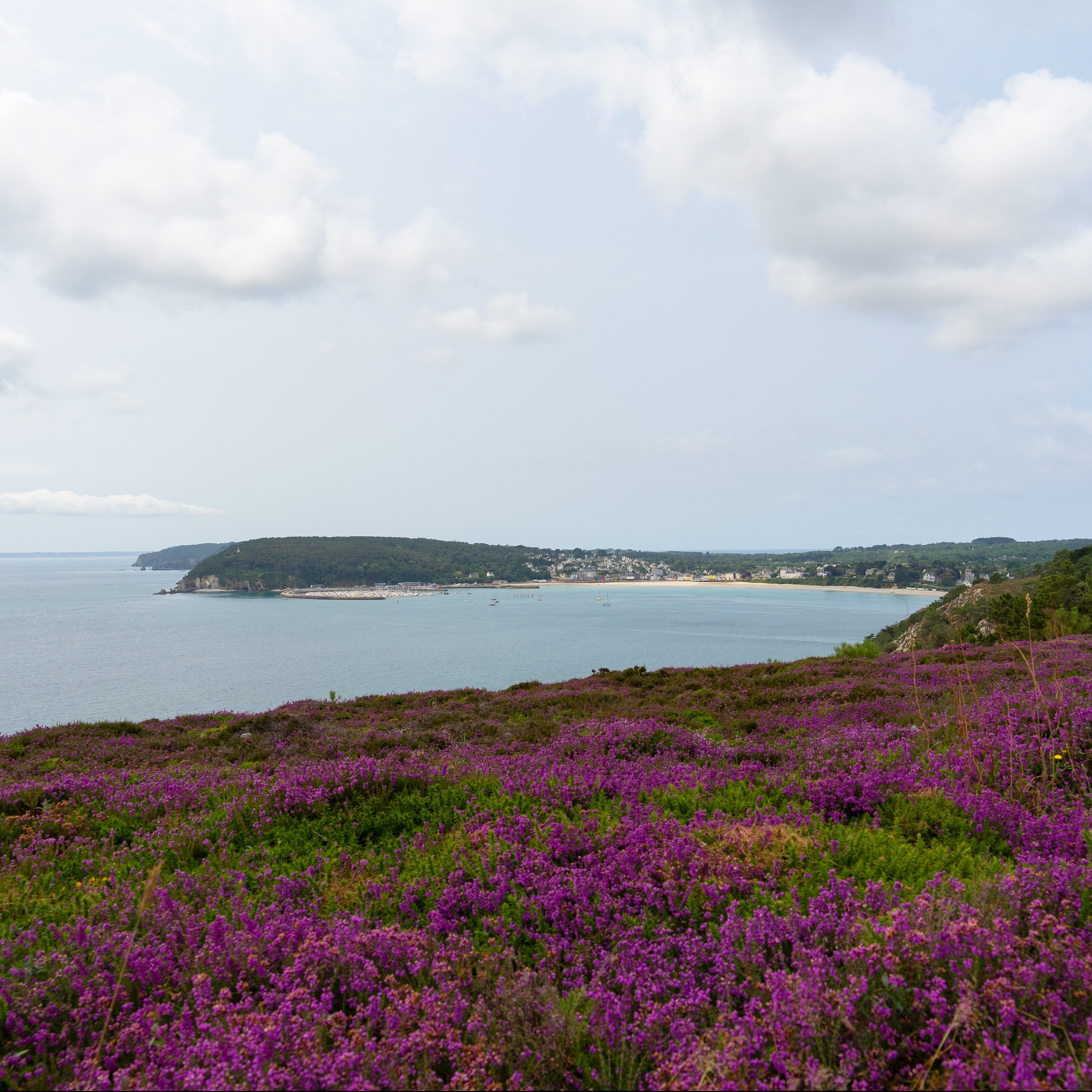 Tuscany Candle's Sea Heather Scented Wax Melt (2.5 oz) tart bars release a delicate aroma of purple flowers, creating a tranquil atmosphere on a hill overlooking the ocean.