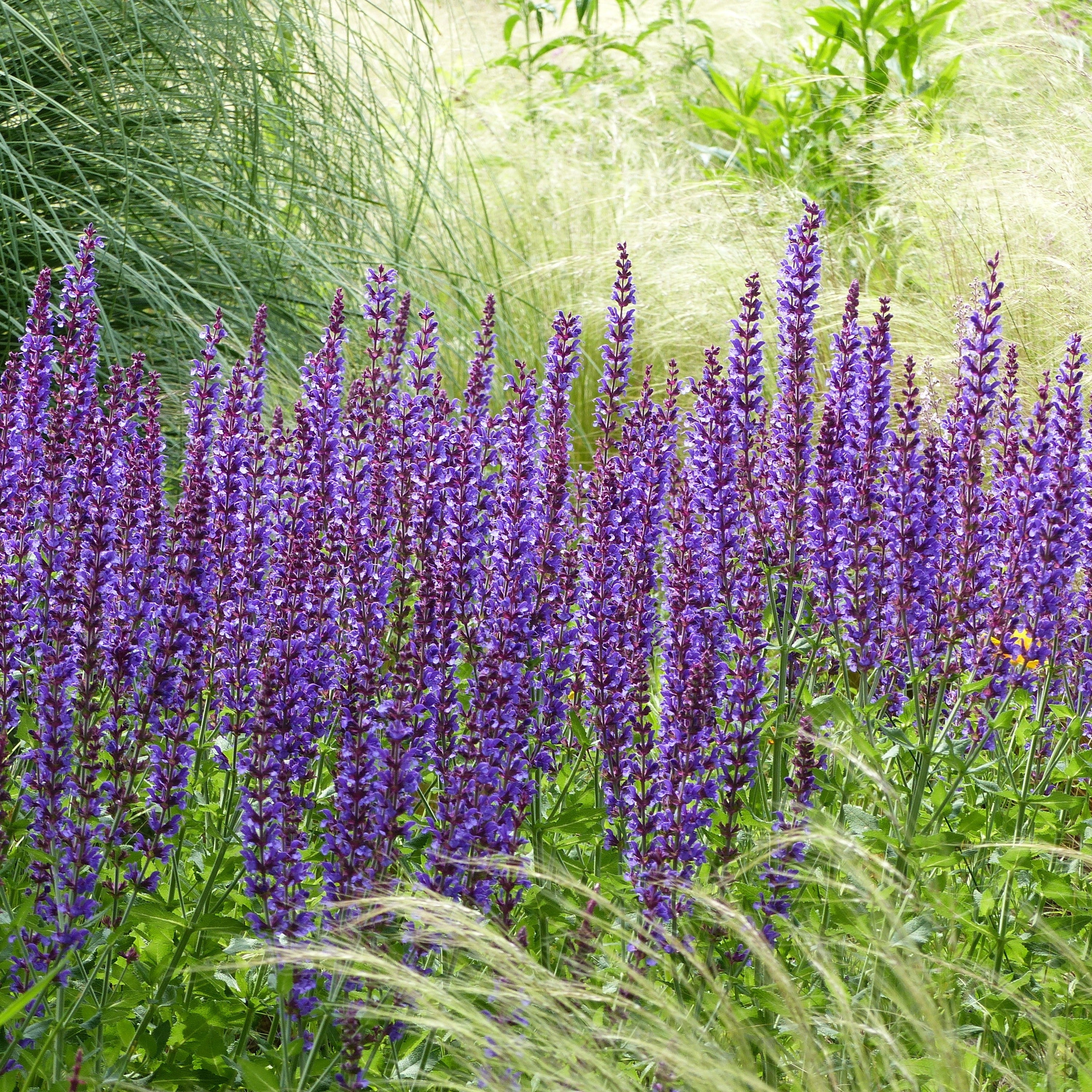 Woodland Sage is shown in full bloom - one of the fragrances in this wax melt bar