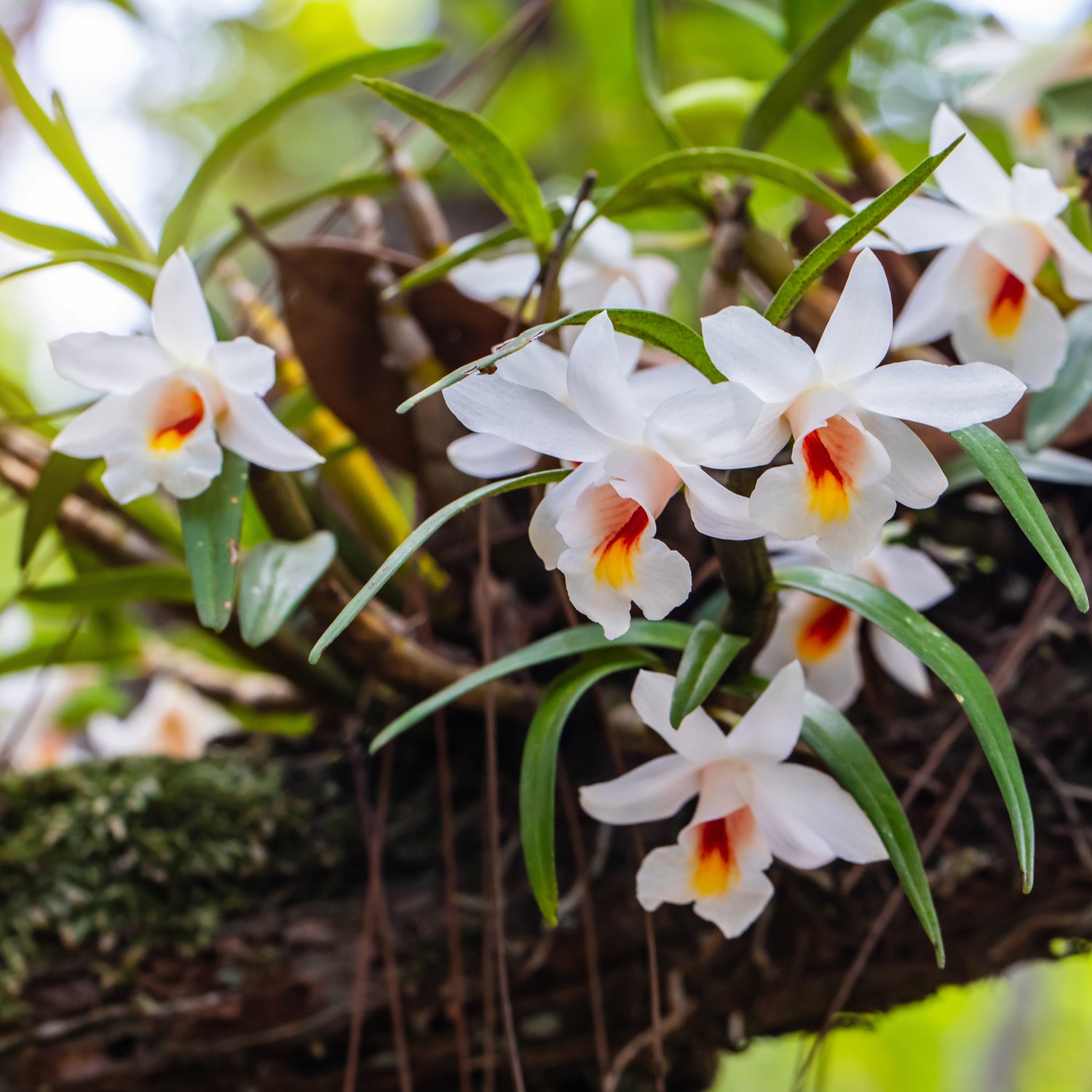 orchids  - one of the fragrances notes in this relaxing candle