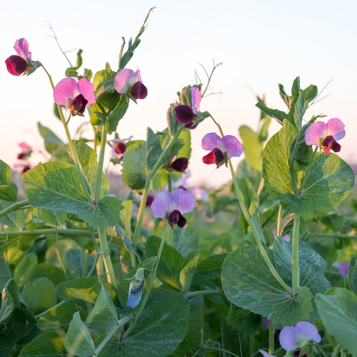 Sweet Pea blossoms - inspiration for the fragrances in this wax melt bar