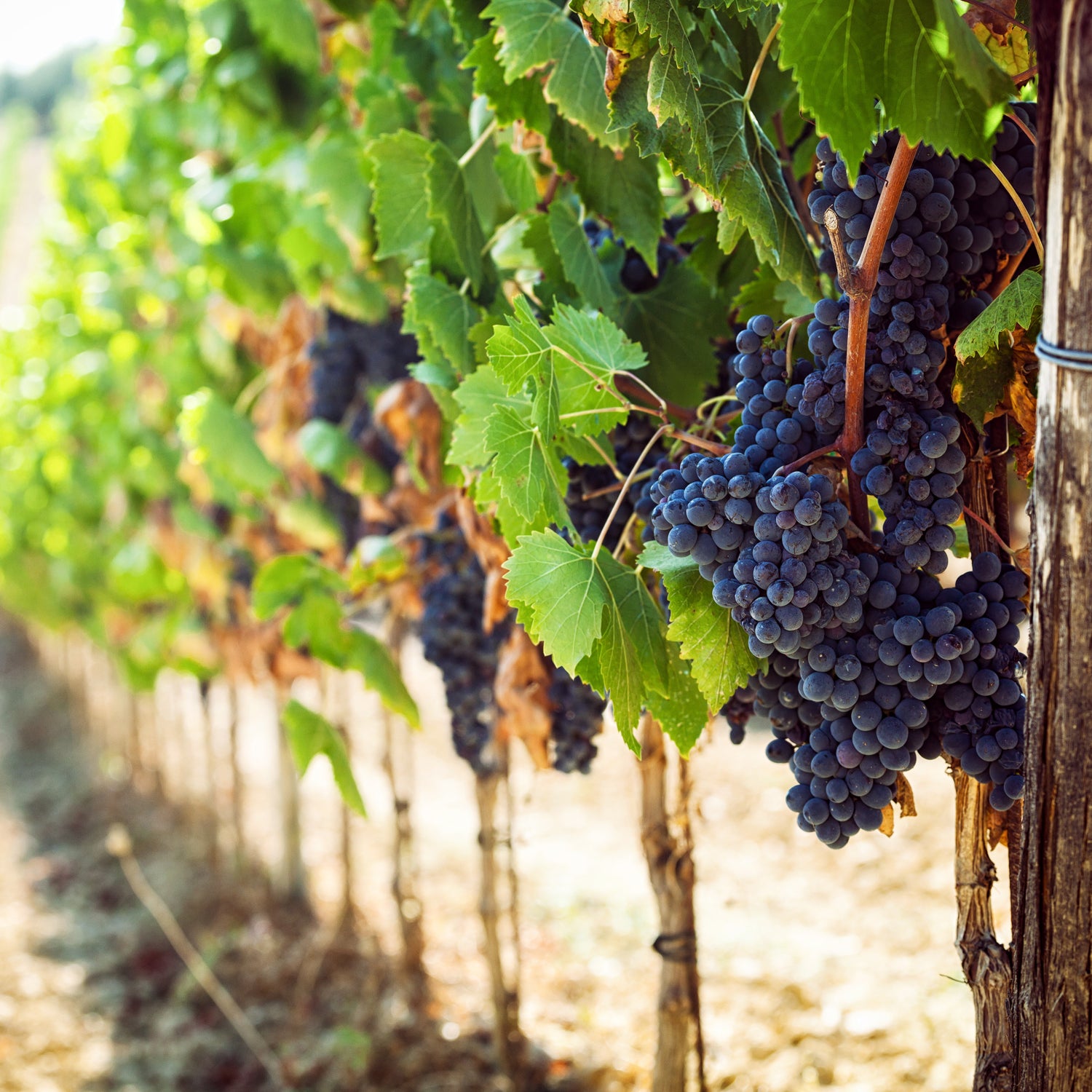 Cabernet grapes hand from grape vines in a sunny vineyard. This photo evokes the same sensations as our "Vineyard Vacation" scented candle.