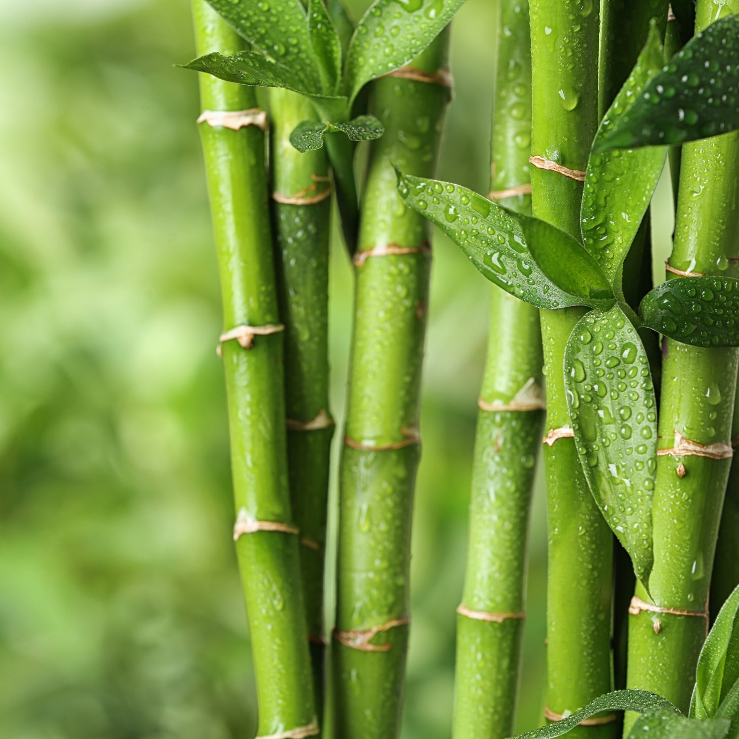 A close up of green bamboo plants with water droplets, conveying a sense of freshness and natural beauty featuring the Water Garden Long-Lasting Scented Jar Candle (14 oz) by Tuscany Candle.