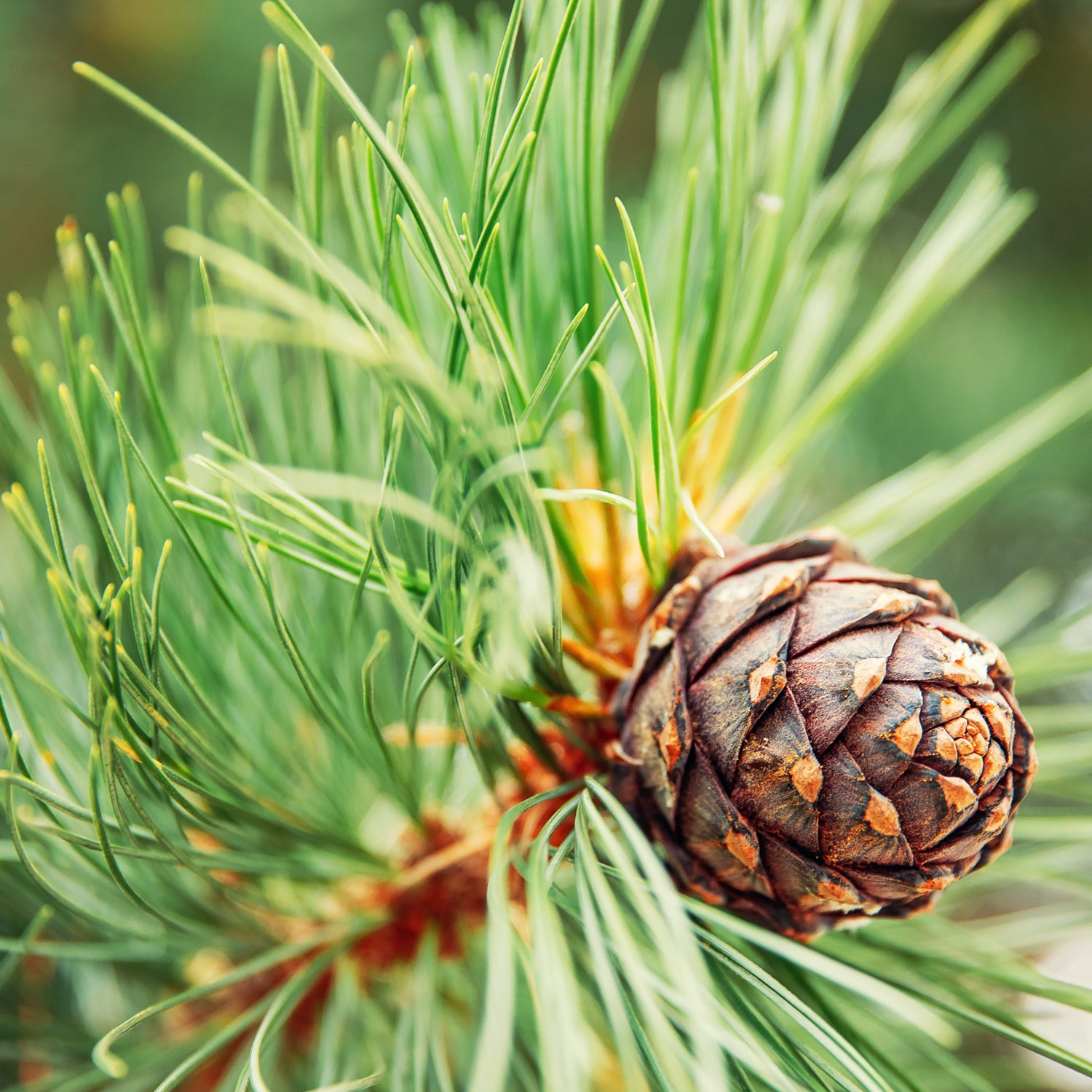 A close up of a Woodland Path Long-Lasting Scented Jar Candle (18 oz) on a branch, emanating a refreshing fragrance.