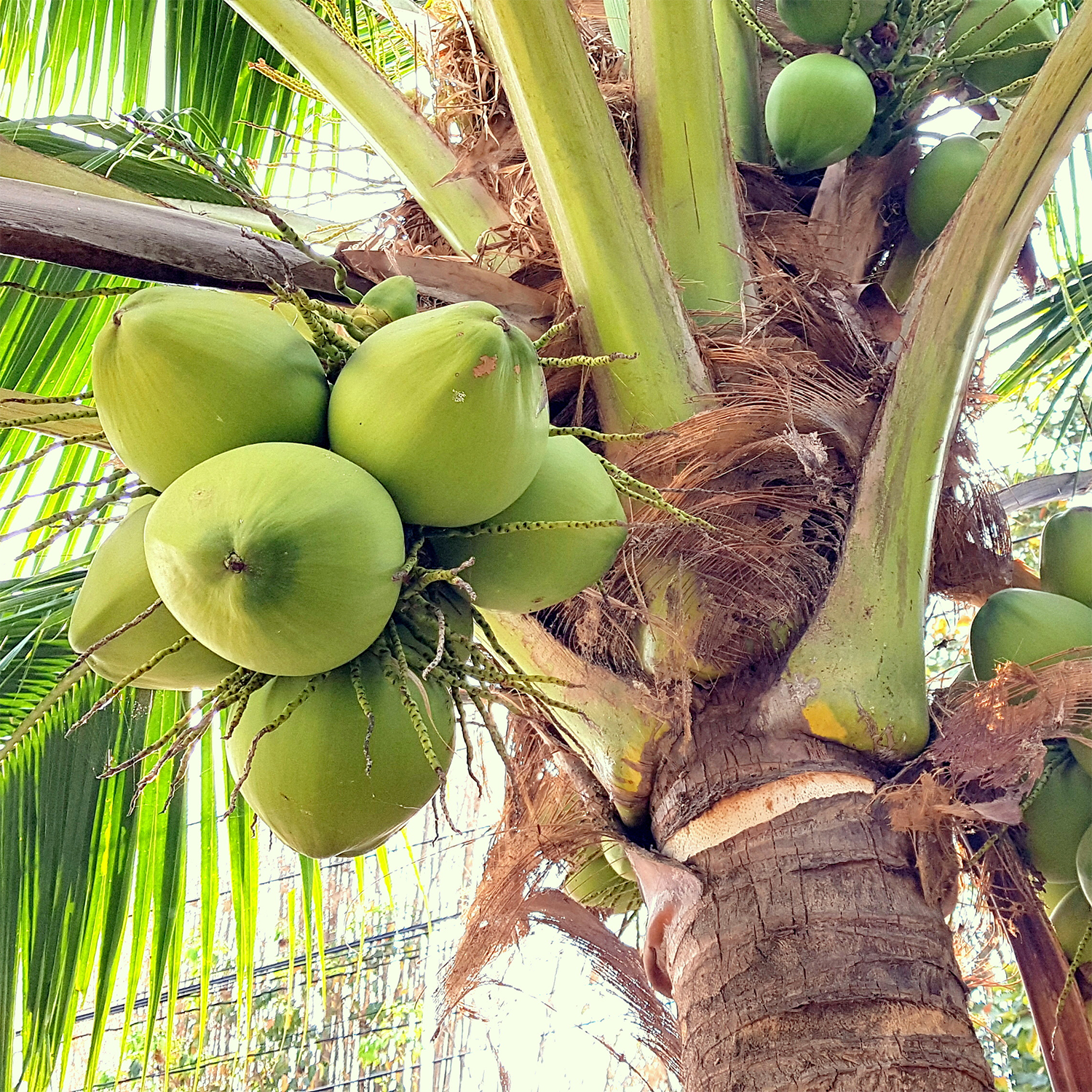 A coconut palm tree with clusters of green coconuts growing under its fronds, reminiscent of the Island Nectar Long-Lasting Scented Jar Candle (14 oz) by Tuscany Candle® EVD.