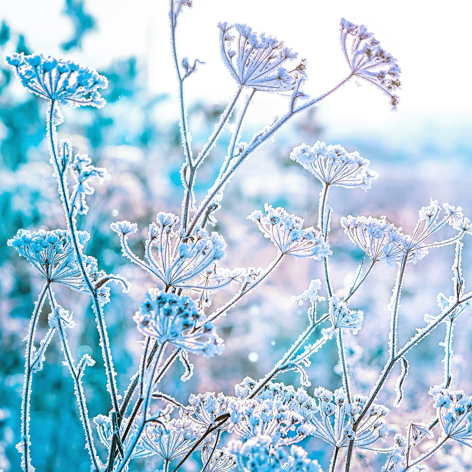 Sparkling Snowdrops by Tuscany Candle® SEASONAL boasts a long-lasting fragrance reminiscent of frost-covered wildflowers with delicate stems and petals, glowing in bright, icy sunlight against a blurred, wintry backdrop.