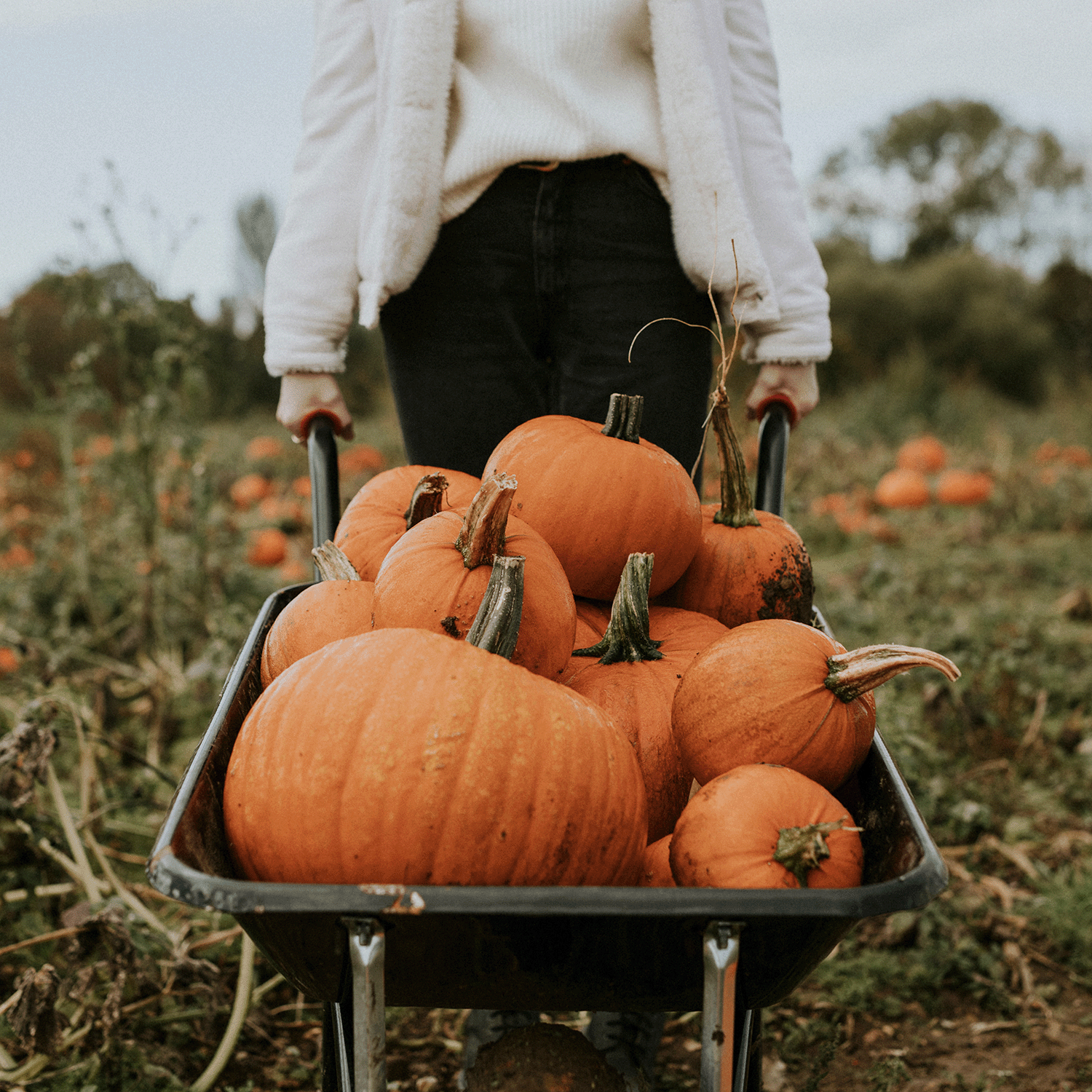 A person in a white sweater pushes a wheelbarrow filled with large pumpkins through the Pumpkin Patch, capturing the essence of harvest season, reminiscent of the comforting aroma from Tuscany Candle® SEASONAL's Pumpkin Patch Long-Lasting Scented Jar Candle (14 oz).