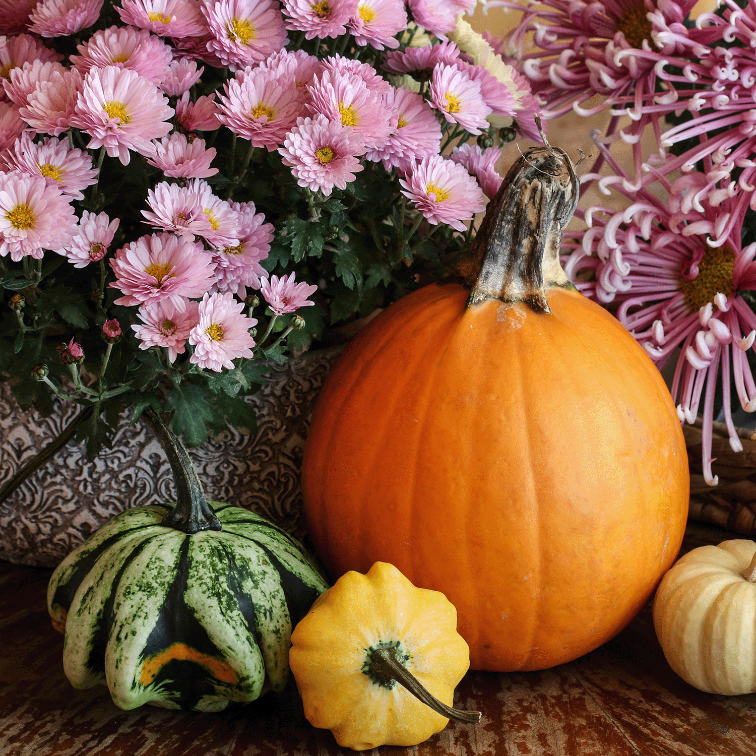 A display featuring an orange pumpkin, two small gourds, and pink chrysanthemums arranged on a wooden surface, complemented by Tuscany Candle® SEASONAL's Flowers For Mummy Long-Lasting Scented Jar Candle (14 oz) that adds an autumn fragrance.