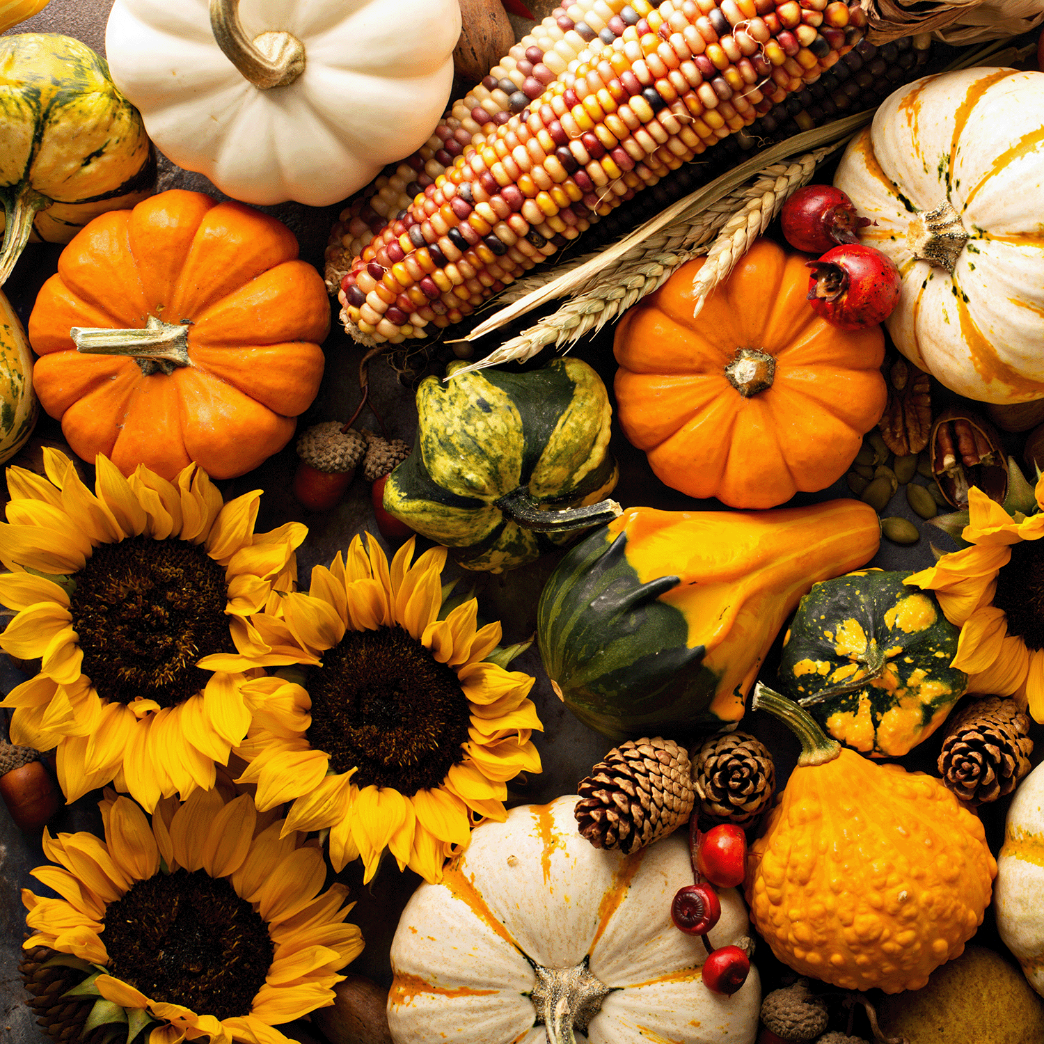 A festive autumn display featuring an assortment of decorative pumpkins, gourds, sunflowers, multicolored corn ears, pinecones, and berries is beautifully enhanced by the warm glow of Tuscany Candle® SEASONAL's Flowers For Mummy Long-Lasting Scented Jar Candle (14 oz), creating a cozy autumn fragrance.