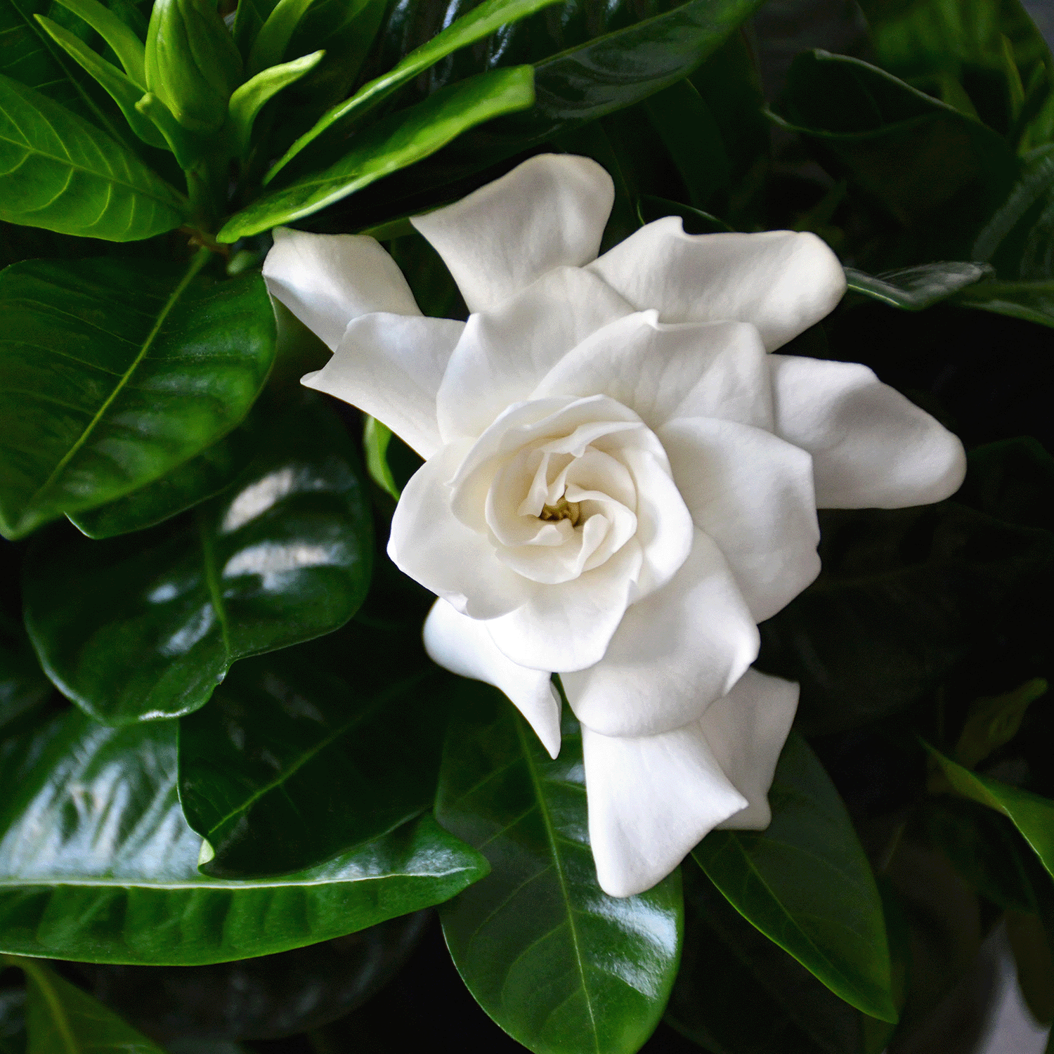 A white gardenia flower in full bloom, surrounded by dark green leaves, invokes the enchanting aroma reminiscent of the Midnight Broomstick Rides Long-Lasting Scented Jar Candle (12 oz) from Tuscany Candle® SEASONAL.