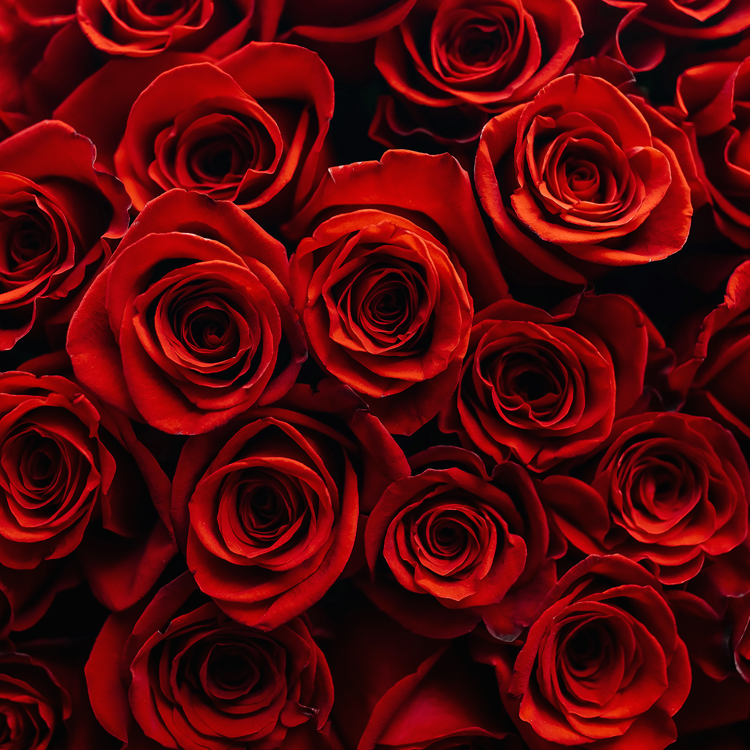 A close-up view of the Book Of Spells Long-Lasting Scented Jar Candle by Tuscany Candle® SEASONAL reveals numerous red roses, tightly packed together, with detailed petals and vibrant red color, creating a magical Halloween ambiance reminiscent of an enchanted spellbook.