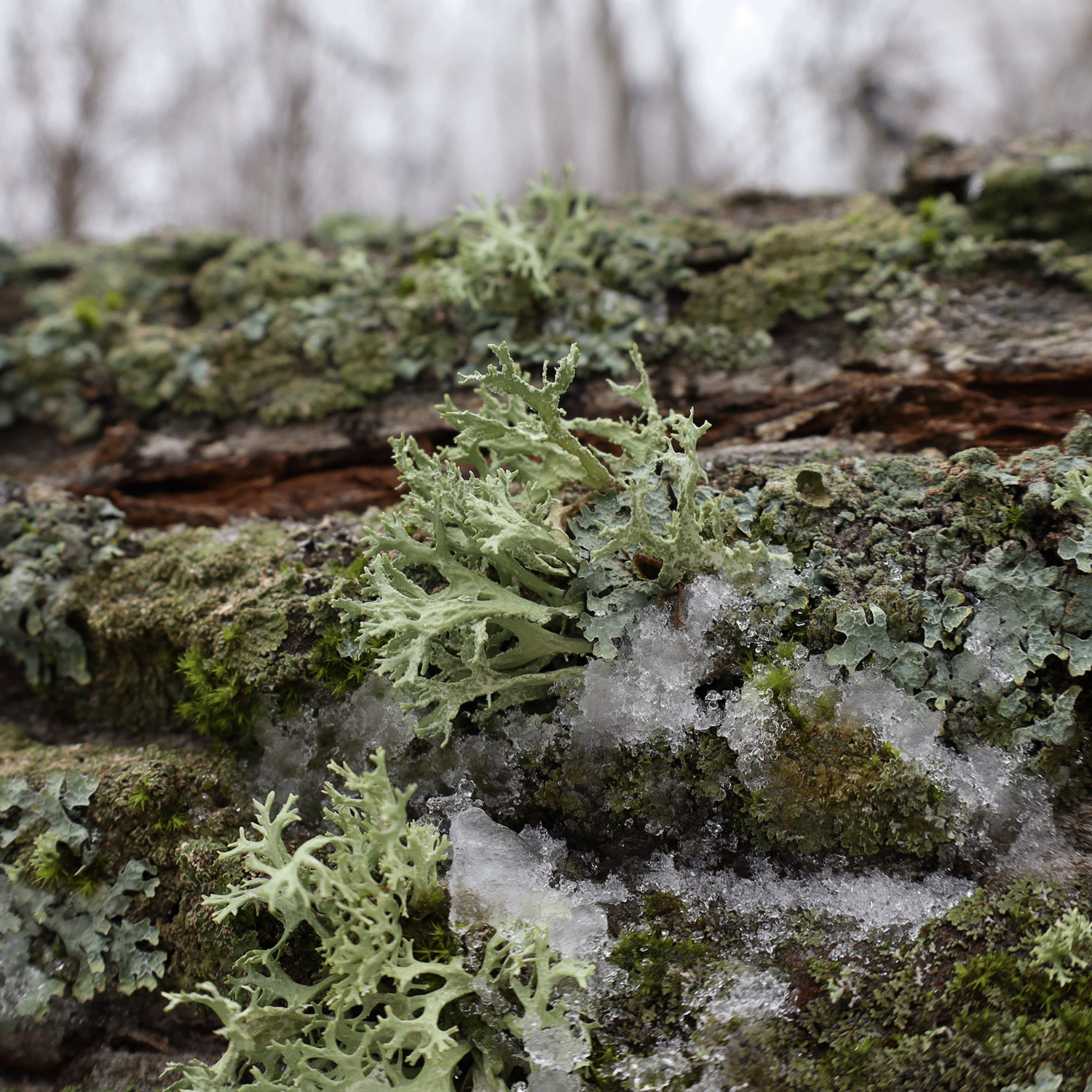 Close-up of green lichen and woodland oakmoss growing on a branch with patches of snow. The background shows a blurry, wooded area that could set the scene for Tuscany Candle® SEASONAL's Haunted House Long-Lasting Scented Jar Candle (12 oz).