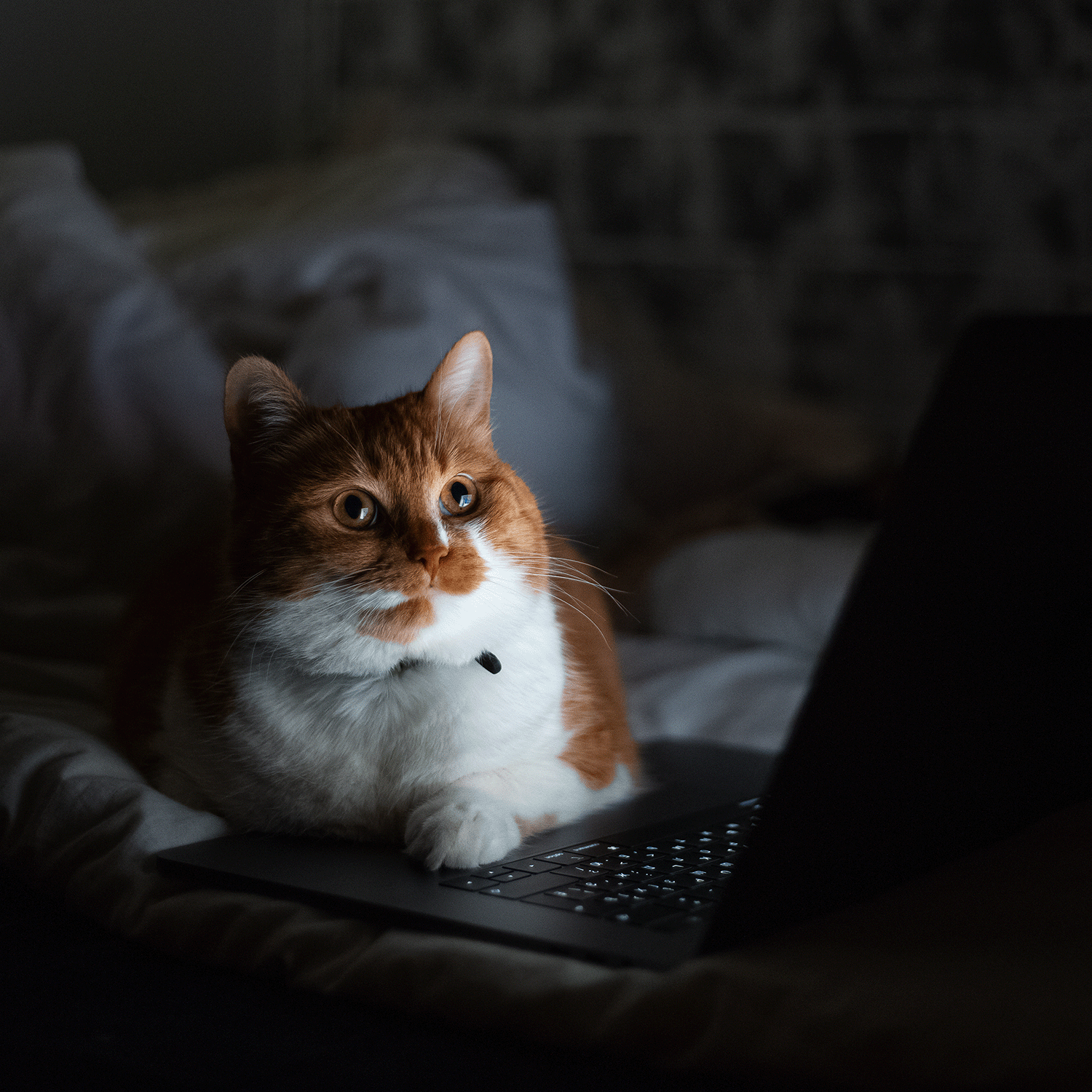 A ginger and white cat sits on a bed with its paw on a laptop keyboard, intently gazing at the screen, perhaps contemplating which scary movie to watch next while the Scary Movies & Popcorn Long-Lasting Scented Jar Candle (12 oz) by Tuscany Candle® SEASONAL casts a cozy glow in the background.