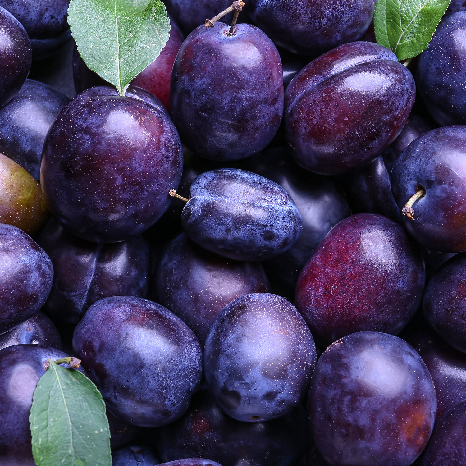 A close-up view of ripe purple plums with a few green leaves scattered among them, evoking the essence of Tuscany Candle® SEASONAL Farmstand Jam Scented Wax Melt (2.5 oz).