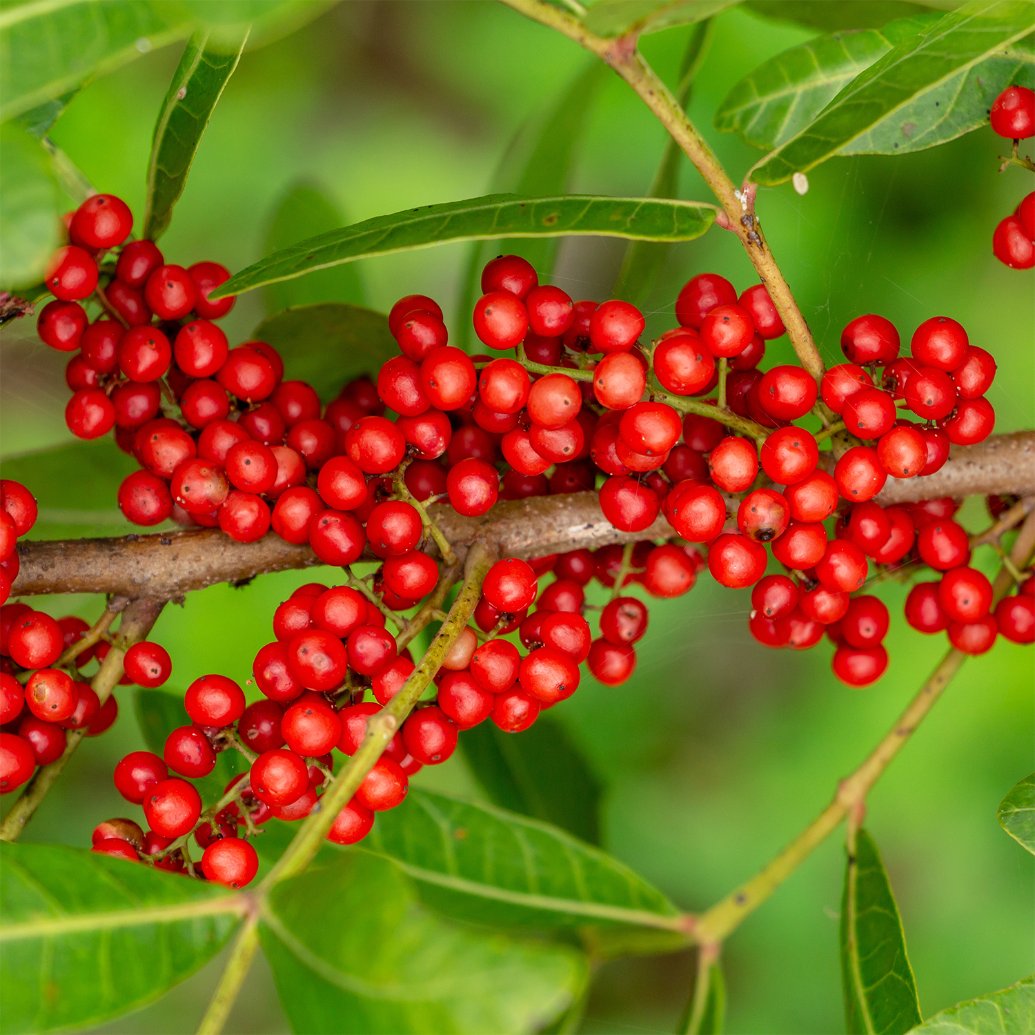 A branch with clusters of small, round red berries and green leaves against a green blurred background resembles the vibrant fruit that inspires the scent of Tuscany Candle® SEASONAL's Farmstand Jam Scented Wax Melt (2.5 oz).