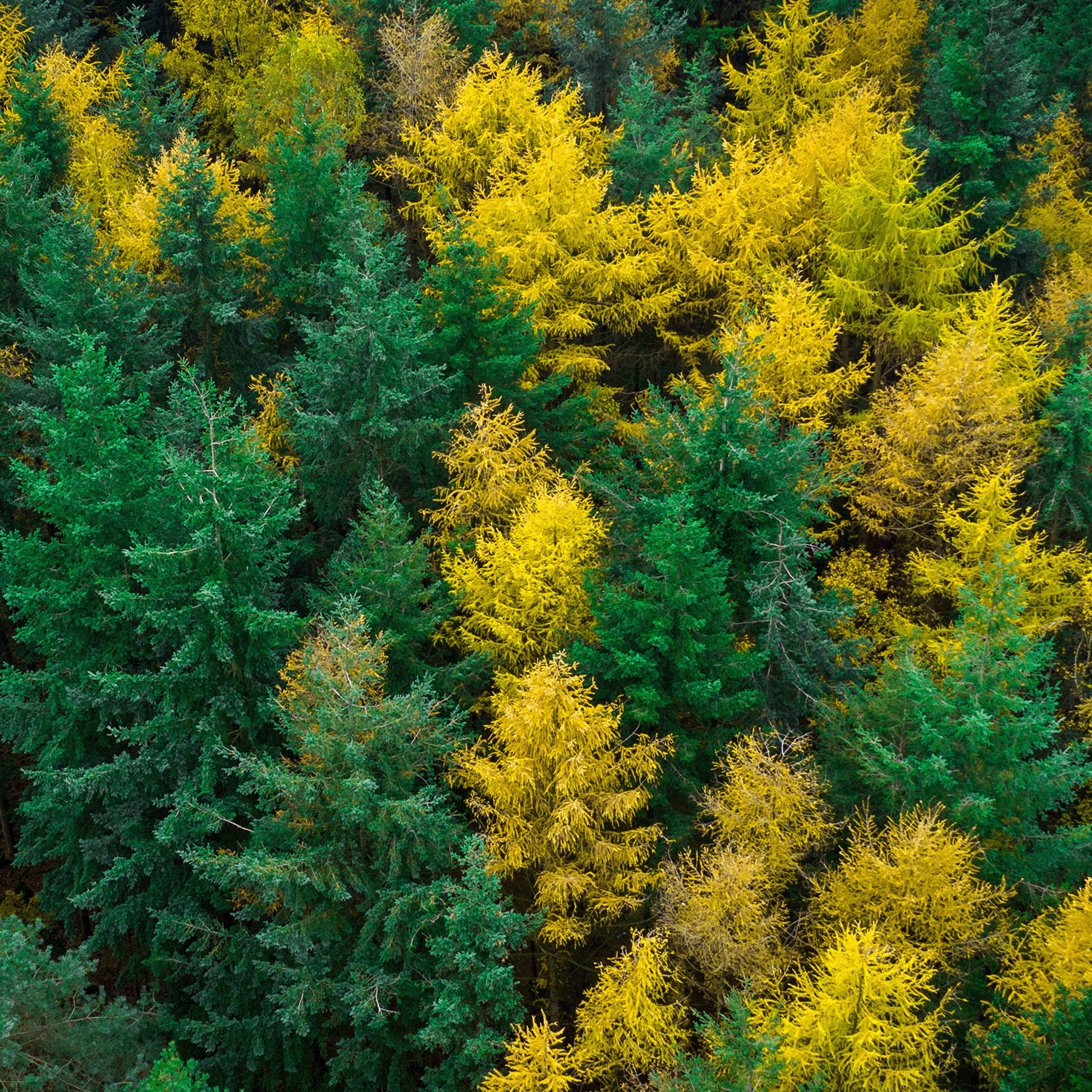 An aerial view of a dense forest with a mix of green and yellow foliage, indicating a seasonal transition, reminiscent of the colors in our Tuscany Candle® SEASONAL Falling Leaves Long-Lasting Scented Jar Candle (14 oz) from the Limited-Run Collection.