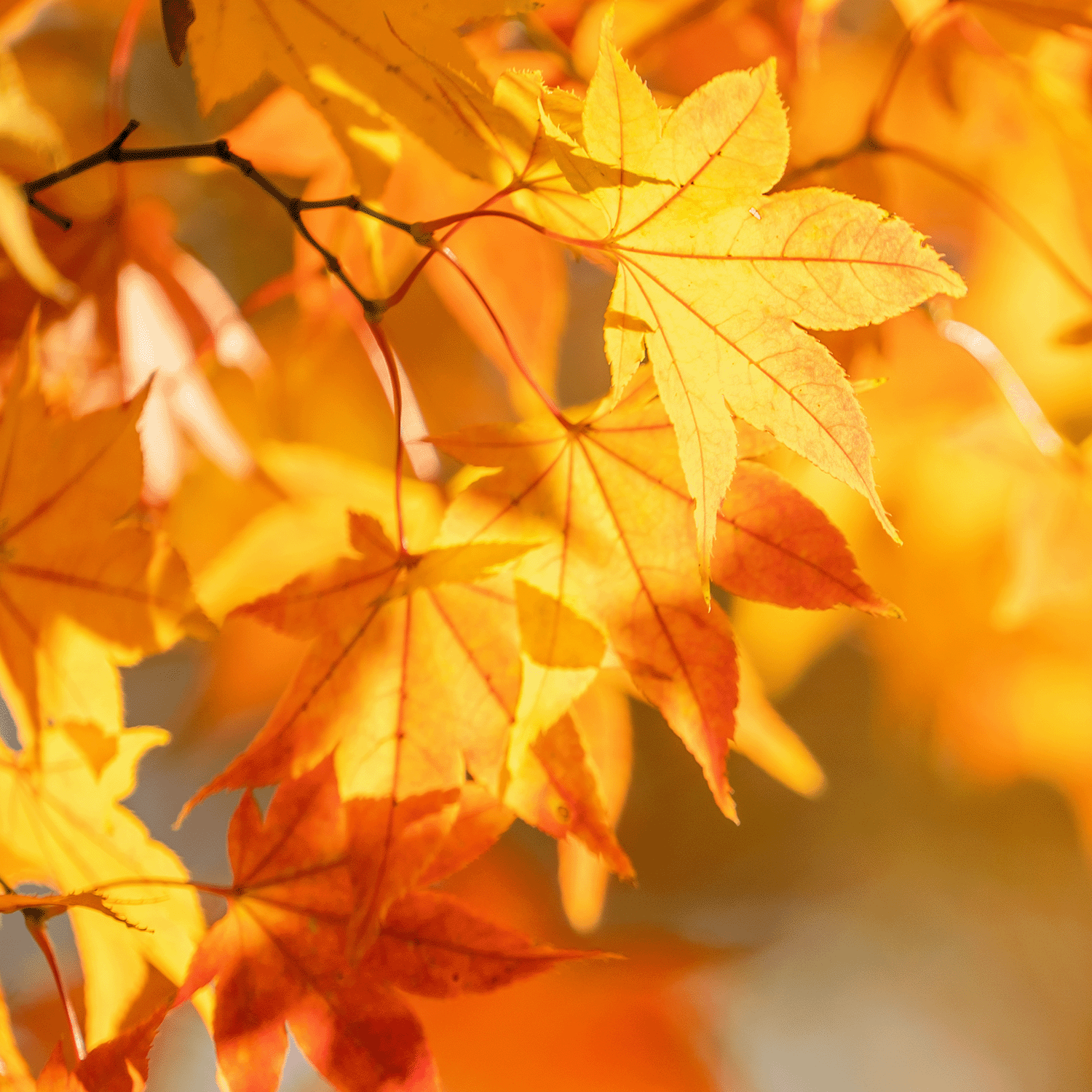 Close-up of bright yellow and orange autumn leaves on a tree branch, illuminated by warm sunlight, reminiscent of the hues in our Tuscany Candle® SEASONAL Falling Leaves Long-Lasting Scented Jar Candle (14 oz) from the Fall Collection.