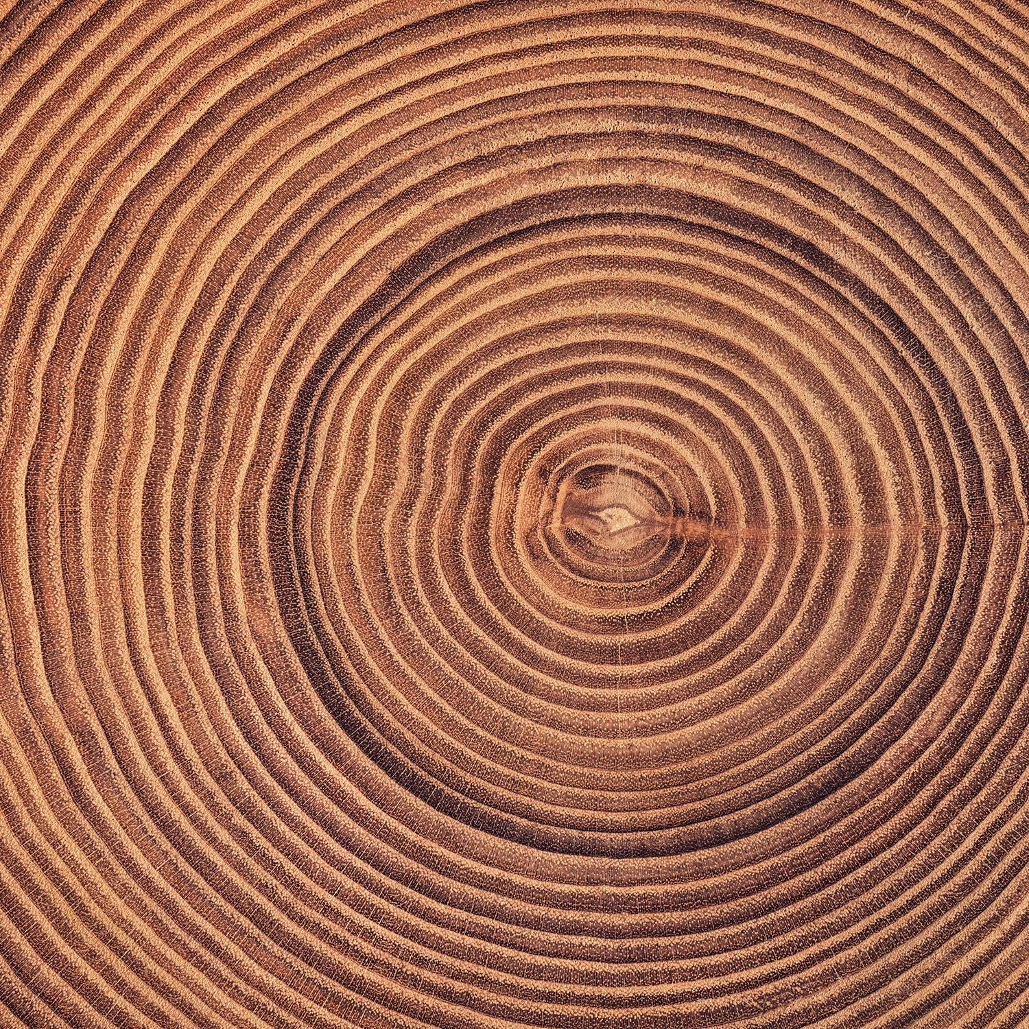 Close-up image of concentric tree rings on a wooden surface, showcasing the natural pattern formed over years of growth, reminiscent of the timeless beauty captured in our Tuscany Candle® SEASONAL Autumn Blossoms Long-Lasting Scented Jar Candle (14 oz) from the Fall Collection.