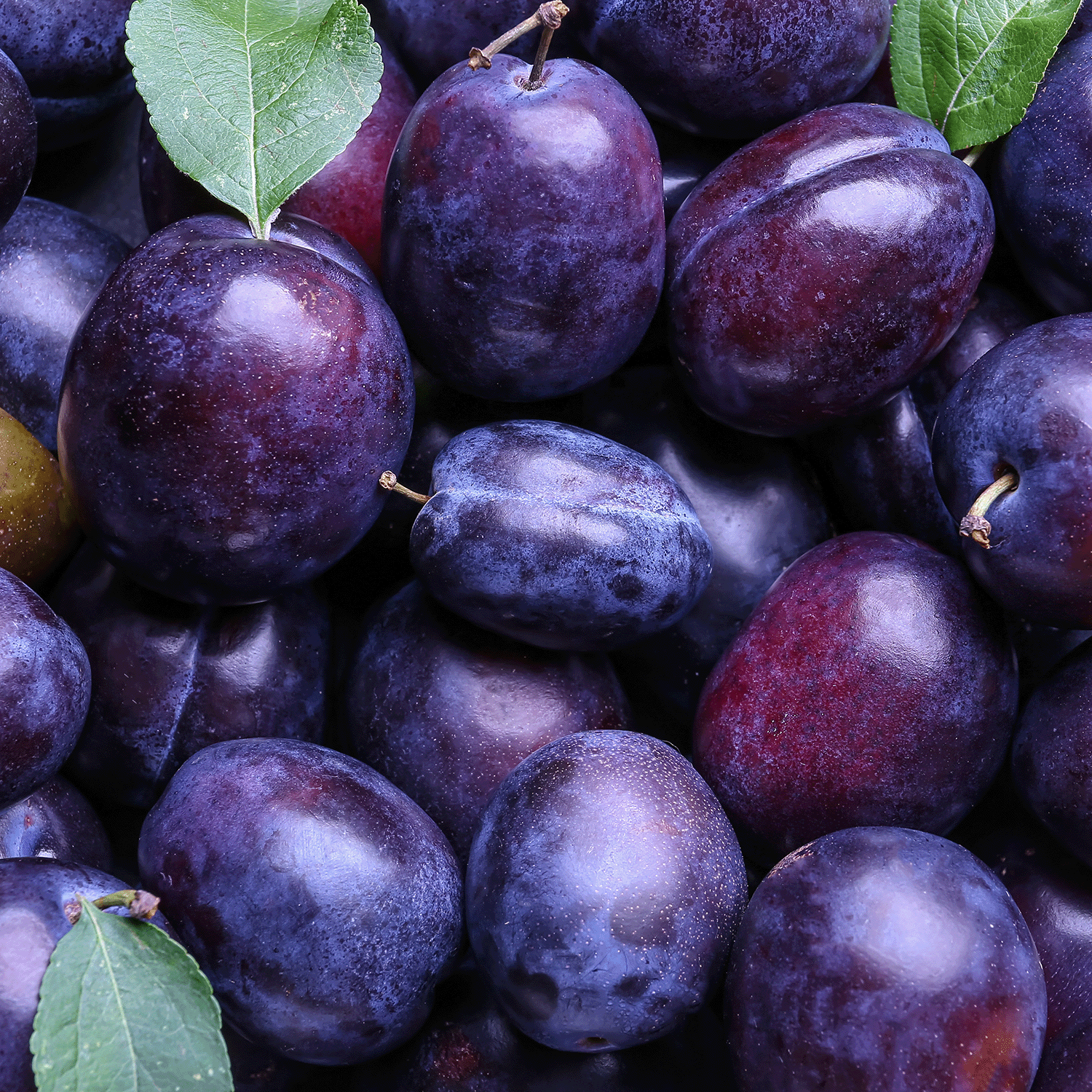 A close-up image of a pile of ripe, dark purple plums with a few green leaves scattered among them, reminiscent of the rich scents in our Tuscany Candle® SEASONAL Farmstand Jam Long-Lasting Scented Jar Candle (14 oz).