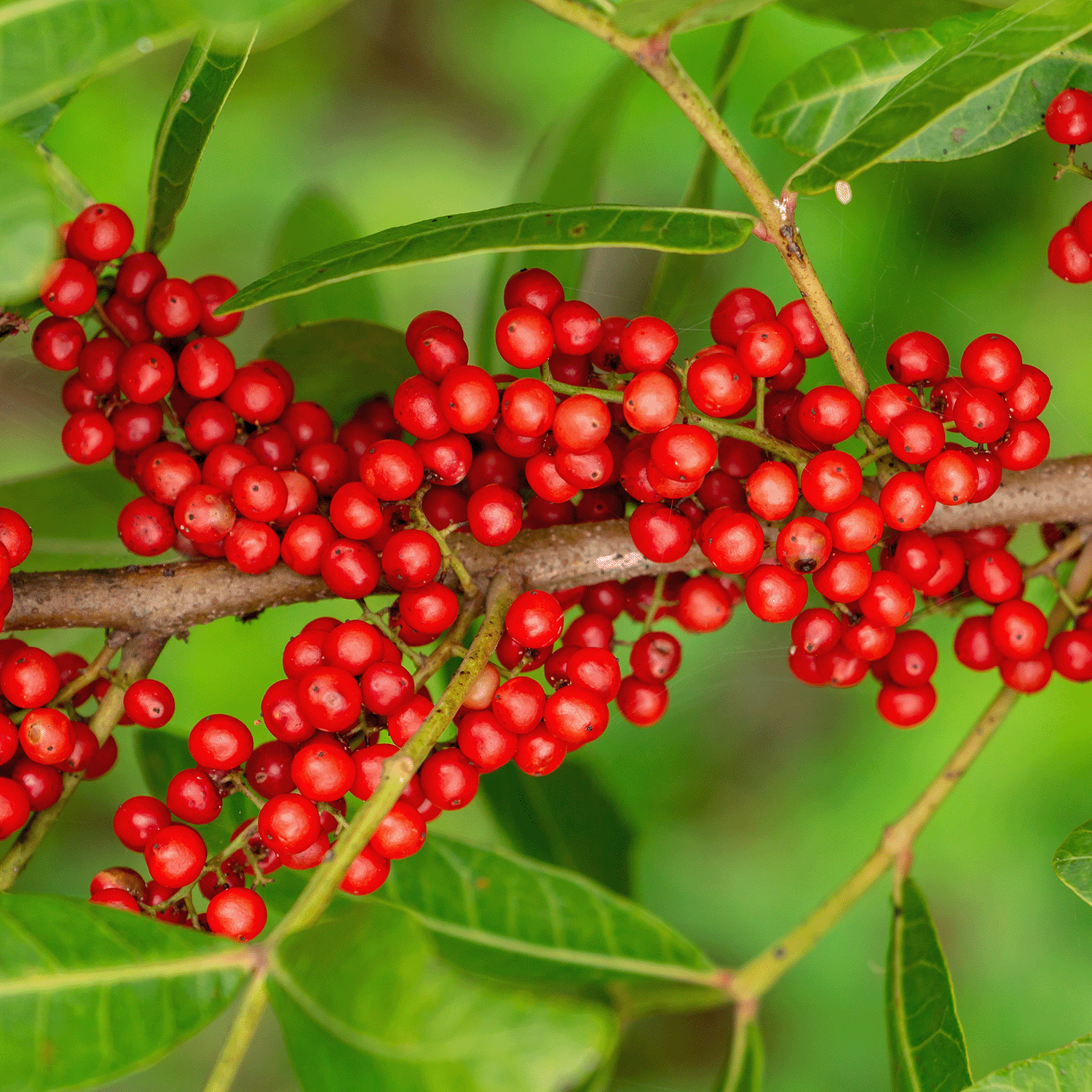 A close-up of bright red berries growing on a branch, surrounded by green leaves, reminiscent of the vibrant colors found in our Tuscany Candle® SEASONAL Farmstand Jam Long-Lasting Scented Jar Candle (14 oz) from the Fall Collection.