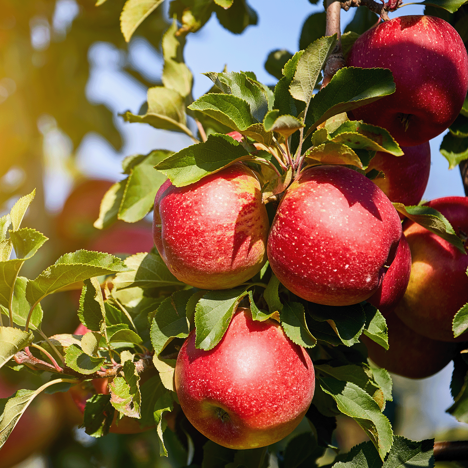 A cluster of ripe red apples hangs on a leafy tree branch with sunlight filtering through the foliage, evoking the essence of an autumn fragrance from Tuscany Candle® SEASONAL's Fall Collection. The scene could be straight out of an ad for the Sunset Orchard Long-Lasting Scented Jar Candle (18 oz).