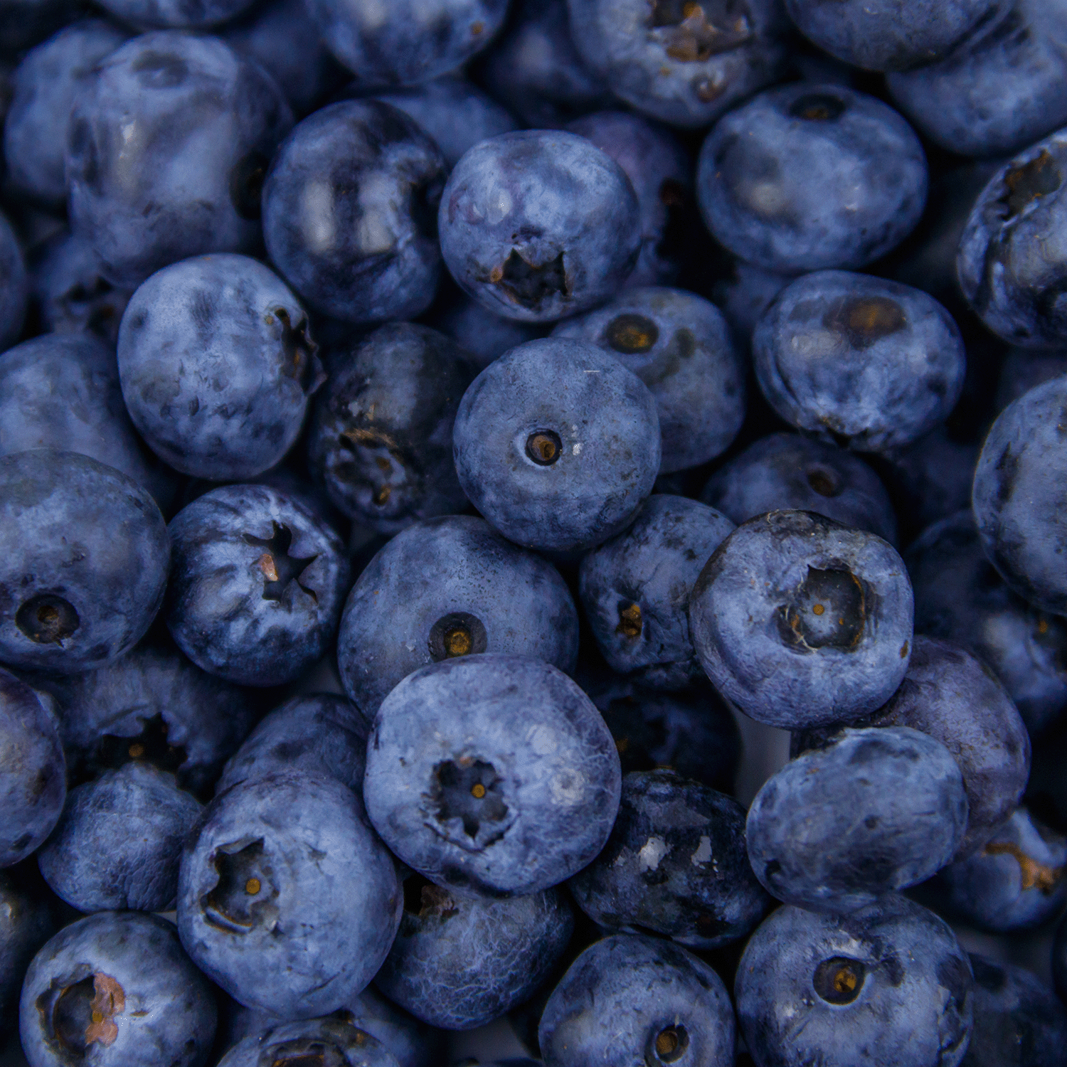 Close-up image of a pile of fresh blueberries with various sizes and shades of blue, reminiscent of the rich hues found in our Tuscany Candle® SEASONAL Sunset Orchard Long-Lasting Scented Jar Candle (18 oz), capturing the essence of an autumn fragrance.