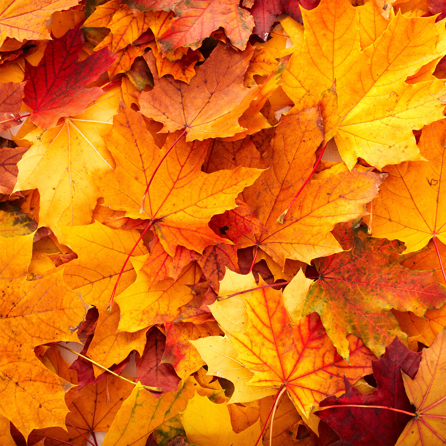 A close-up of various colorful autumn leaves, primarily in shades of yellow, orange, and red, scattered on the ground. The scene evokes the warm essence of autumn spices and hints at the Tuscany Candle® SEASONAL Fall Festival Long-Lasting Scented Jar Candle (18 oz), perfect for the fall season.