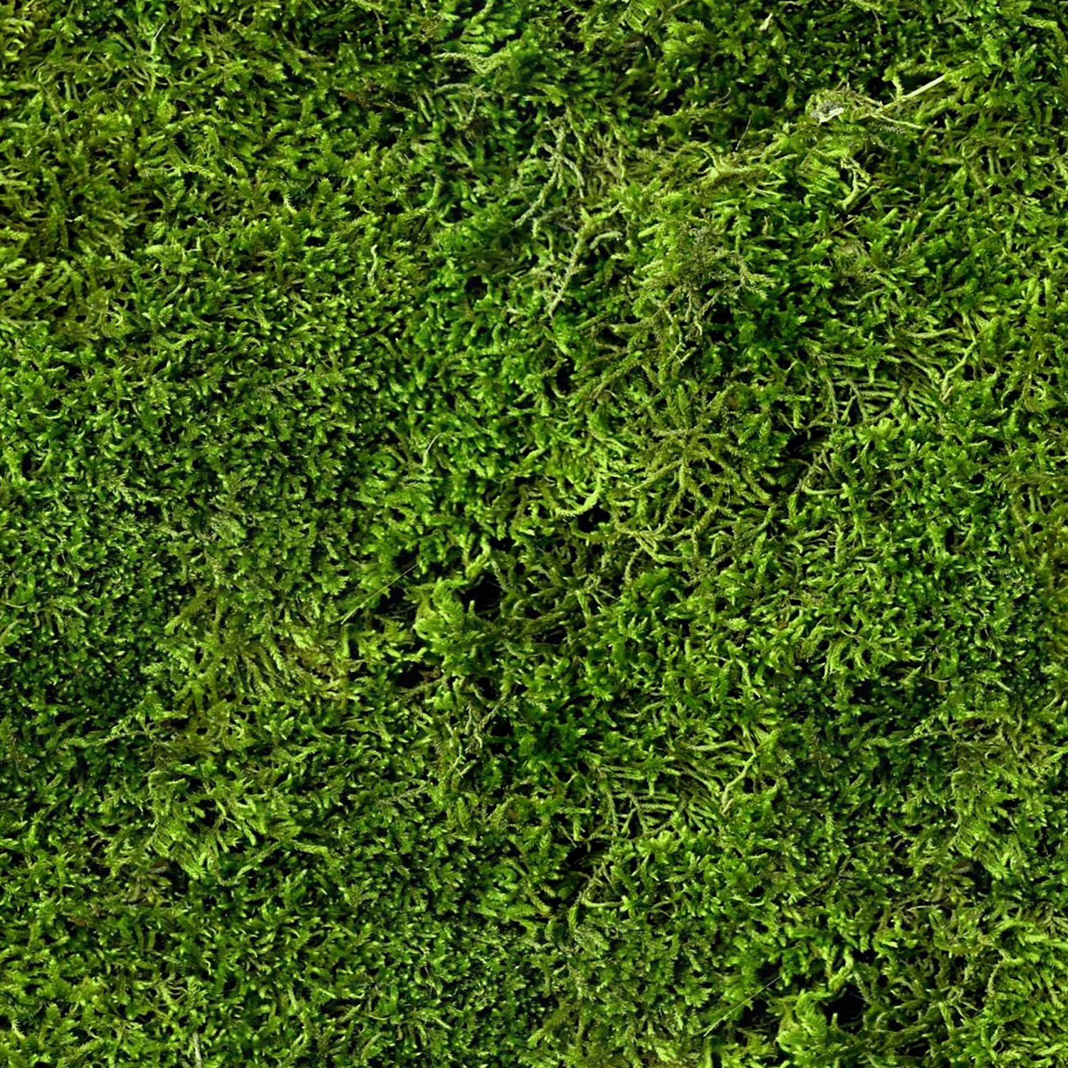 Close-up view of lush, vibrant green moss covering a surface on an autumn morning. The moss, with its textured and dense appearance, intertwines beautifully with delicate botanicals and hints of vetiver essence, perfectly capturing the enchanting aroma found in Tuscany Candle® SEASONAL's Fall is in the Air Long-Lasting Scented Jar Candle (18 oz) from the Gather Together Collection.