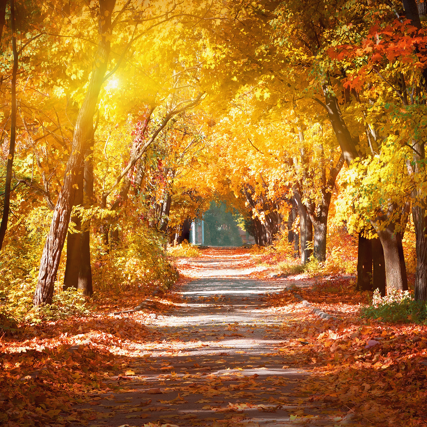 A sunlit path is covered with vibrant autumn leaves, surrounded by trees in shades of yellow, orange, and red, evoking the cozy warmth of a Hay Rides & Hot Cider Long-Lasting Scented Jar Candle from the Autumn Flannels Collection by Tuscany Candle® Seasonal.