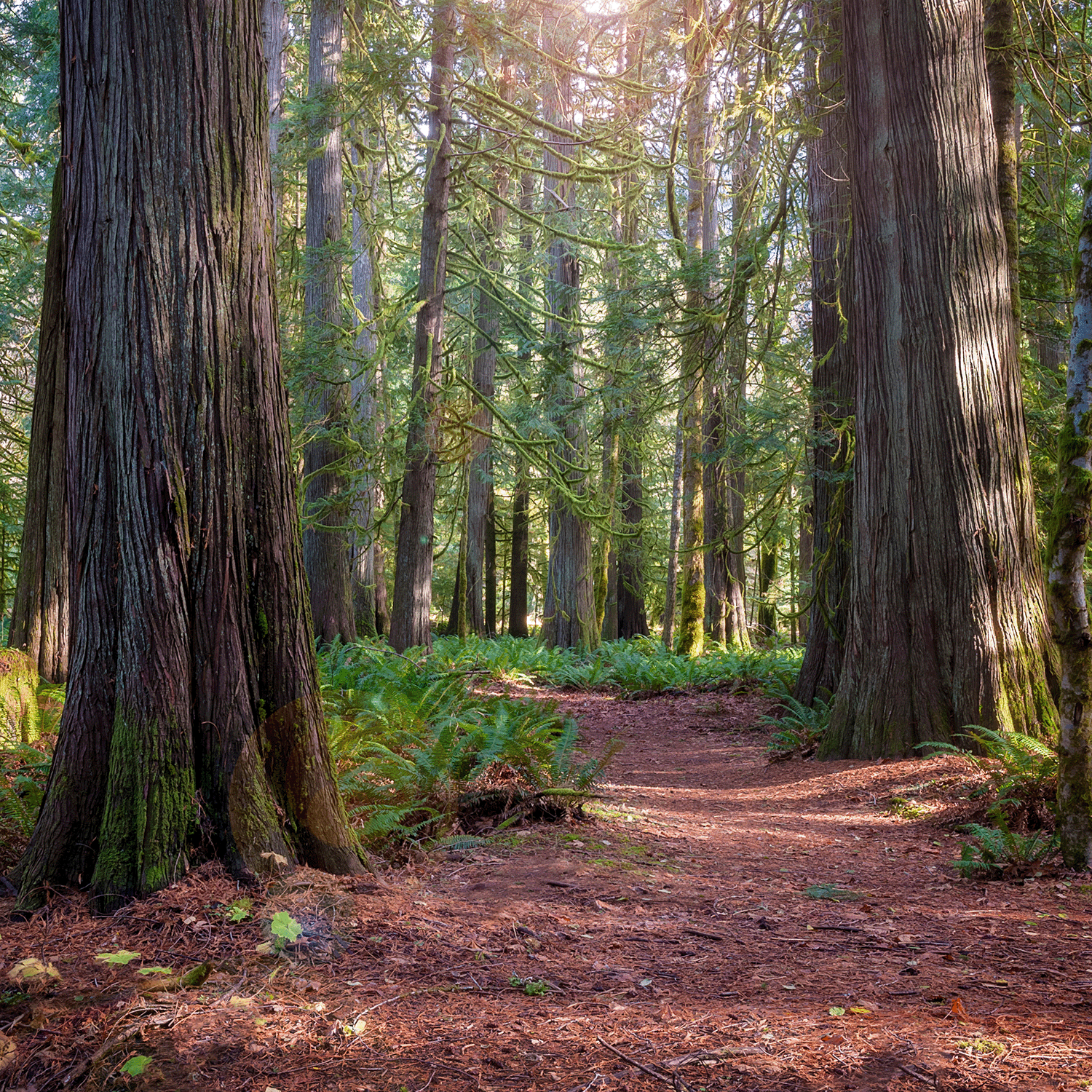 A dirt path winds through a forest with tall trees and ferns, bathed in soft sunlight, accompanied by the crisp aroma of Crushed Leaves and Football from the Tuscany Candle® SEASONAL Crushed Leaves and Football Long-Lasting Scented Jar Candle (12 oz) from the Autumn Flannels Collection.