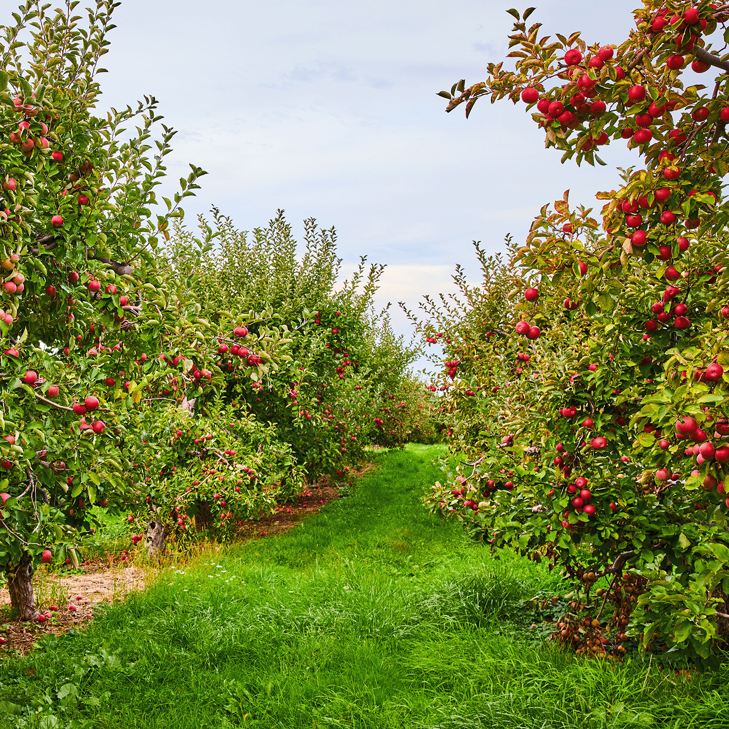 A pathway runs through an orchard with rows of apple trees laden with red apples, set against a partly cloudy sky, evoking the essence of Tuscany Candle® SEASONAL's Apple Orchard Harvest Festival Long-Lasting Scented Jar Candle (12 oz) from the Autumn Flannels Collection.