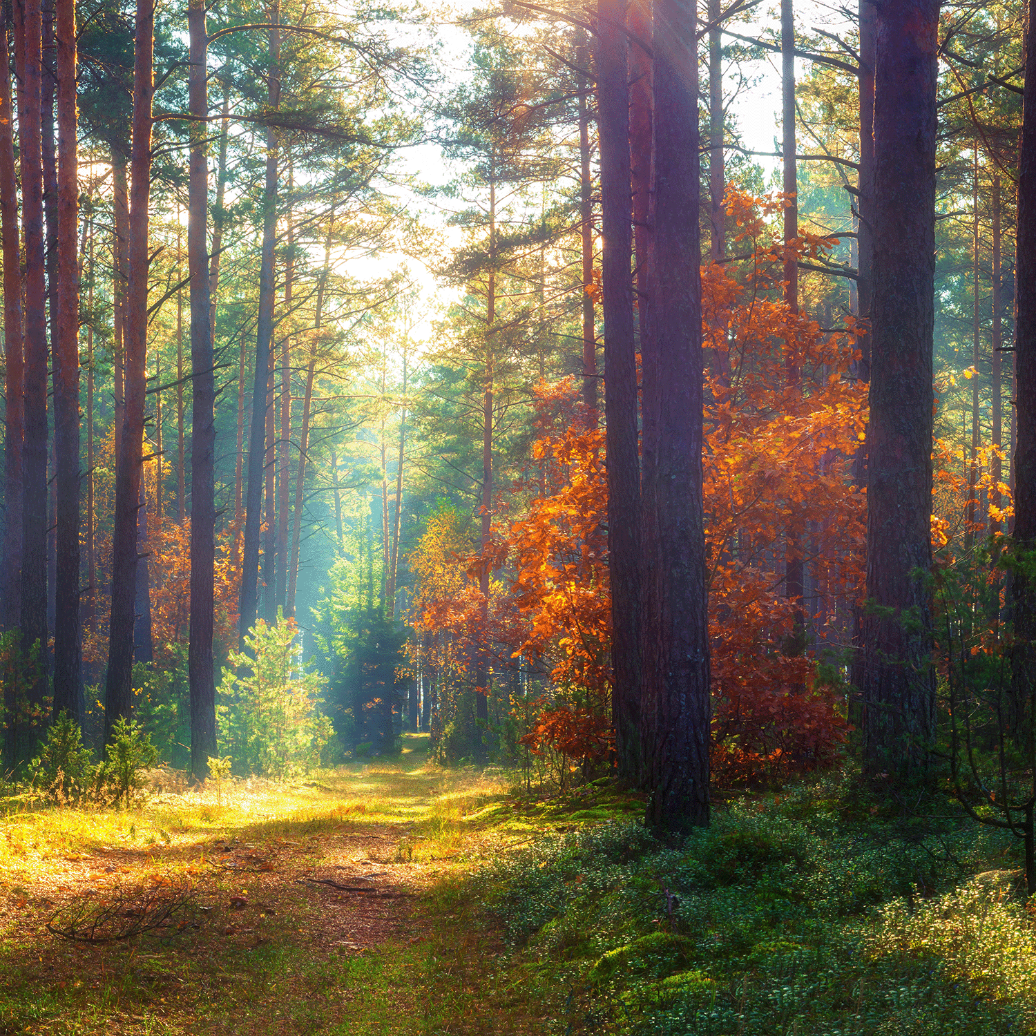 The Brisk Autumn Stroll Long-Lasting Scented Jar Candle (12 oz) from the Tuscany Candle® SEASONAL Copper Harvest Collection captures the essence of a sunlit forest path bordered by tall pine trees and vibrant autumn foliage, with sunlight streaming through the canopy, exuding timeless autumnal charm.