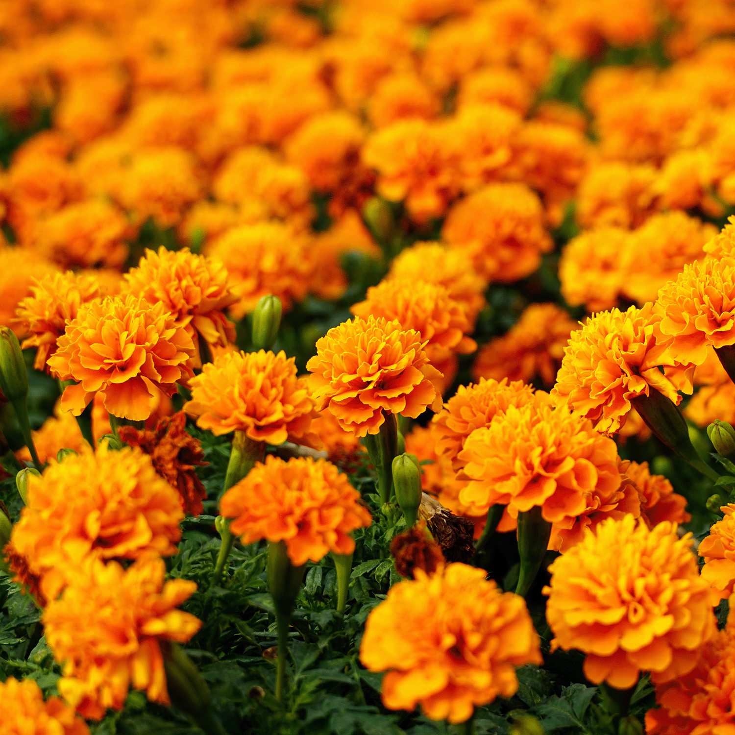 A field of vibrant orange marigold flowers in full bloom, captured in the Autumn Marigold & Mums Long-Lasting Scented Jar Candle (12 oz) from the Copper Harvest Collection by Tuscany Candle® SEASONAL.