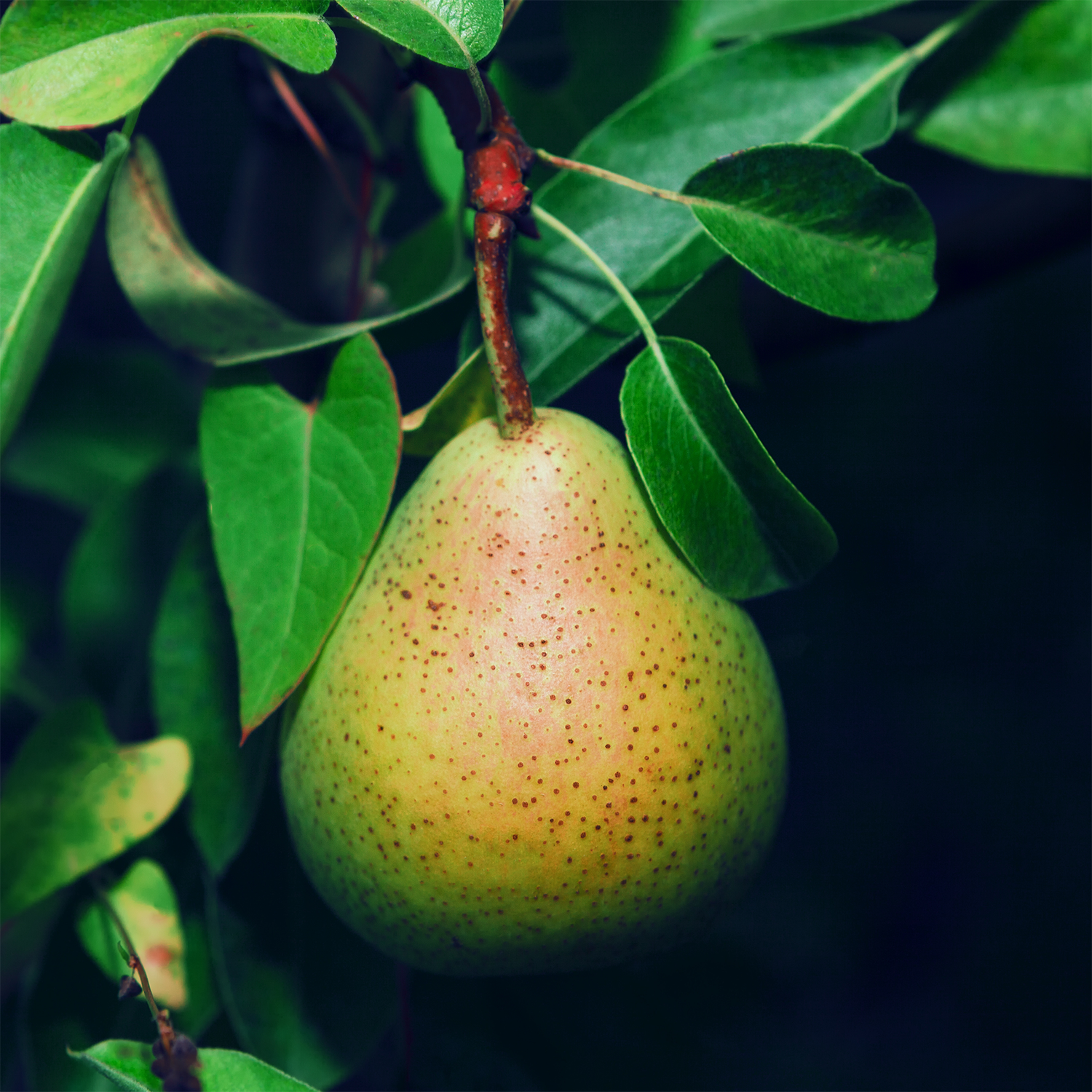 A pear hanging from a branch surrounded by green leaves, reminiscent of the Autumn Marigold & Mums Long-Lasting Scented Jar Candle (12 oz) from the Copper Harvest Collection by Tuscany Candle® SEASONAL.