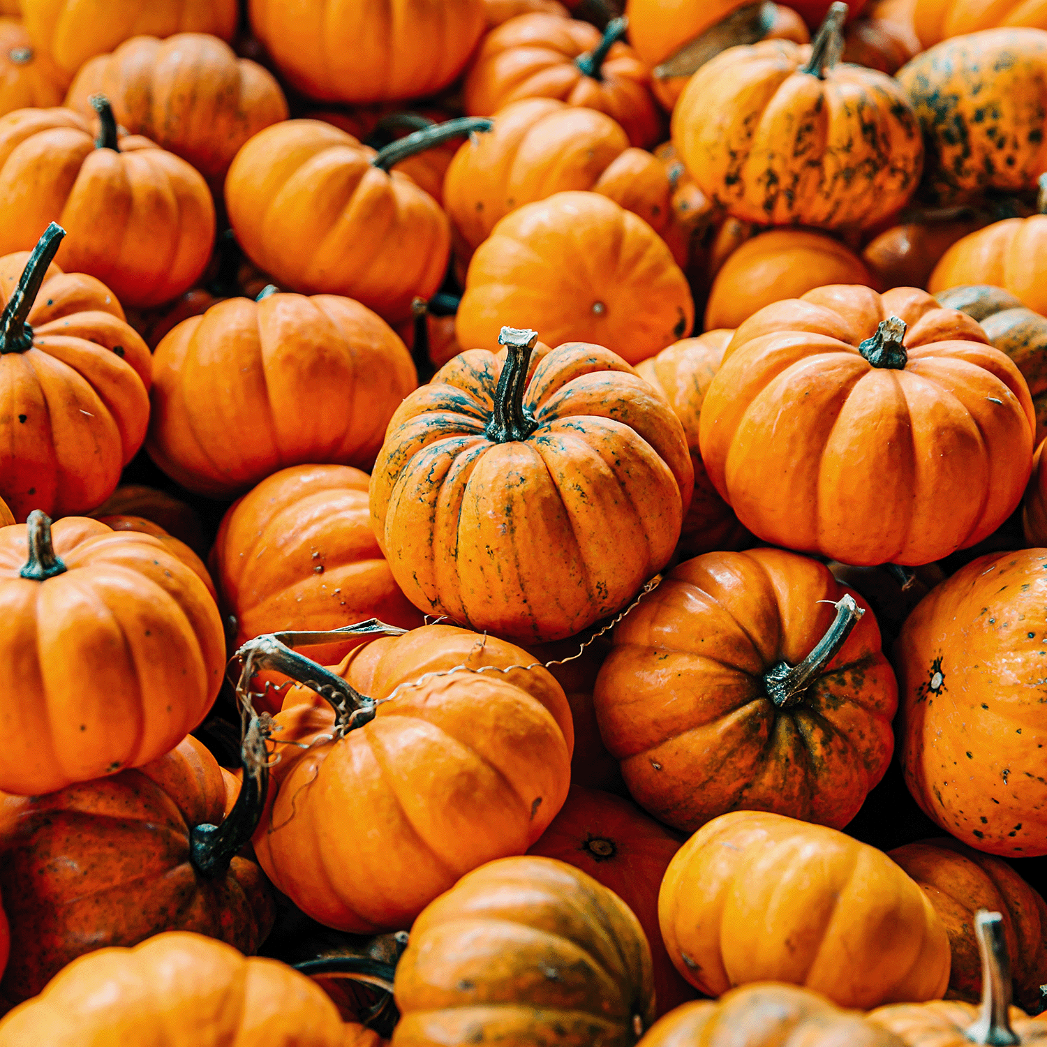 A large pile of small, orange pumpkins with green stems, some showing spots and varied textures, reminiscent of the Petrified Pumpkins Long-Lasting Scented Jar Candle (18 oz) by Tuscany Candle® SEASONAL.