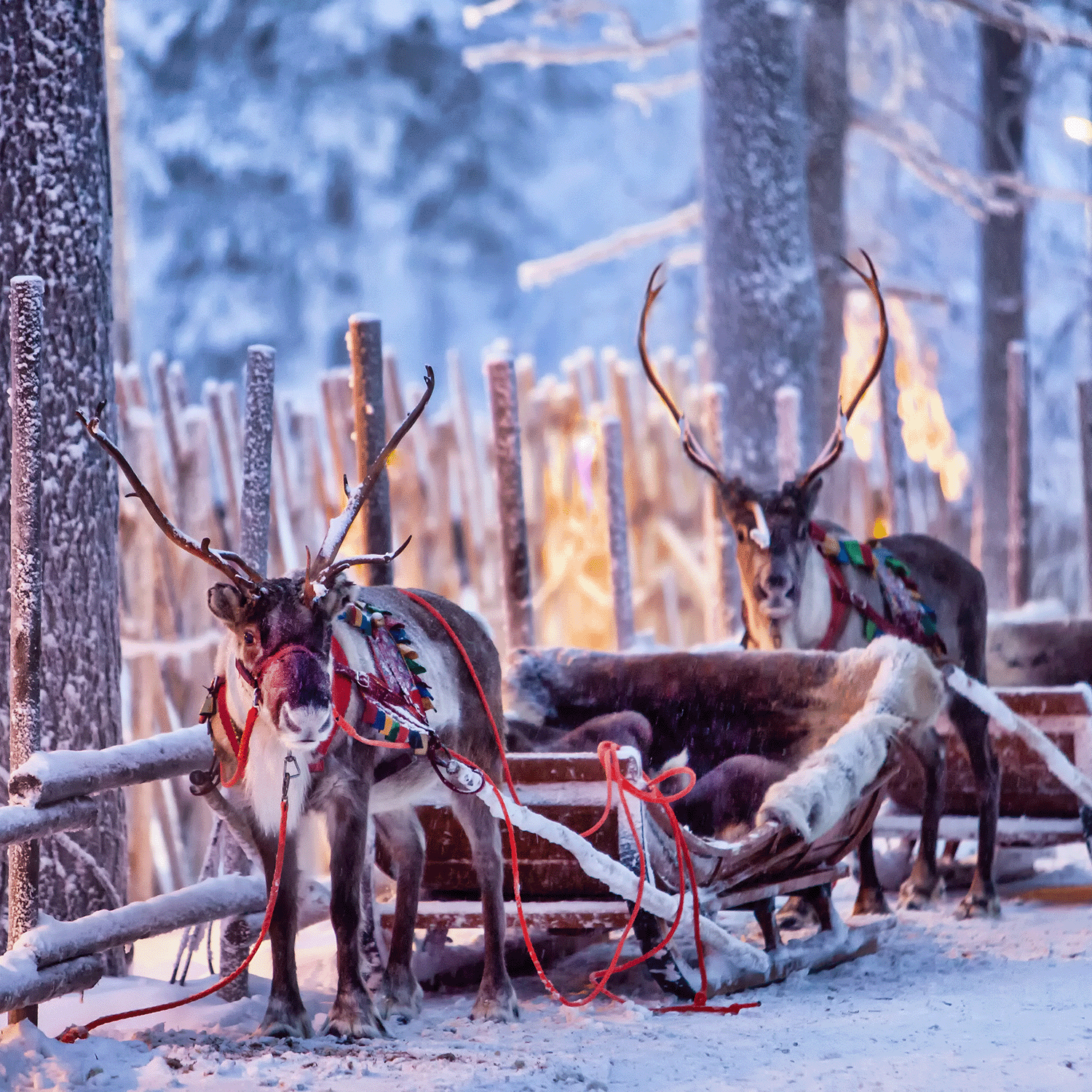 Two reindeer harnessed to a sled stand in a snowy forest, surrounded by trees and wooden fences. The crisp air carries the essence of a holiday fragrance, reminiscent of the warm glow cast by a Tuscany Candle® SEASONAL Sleigh Bells Long-Lasting Scented Jar Candle (18 oz), adding warmth to the winter wonderland.