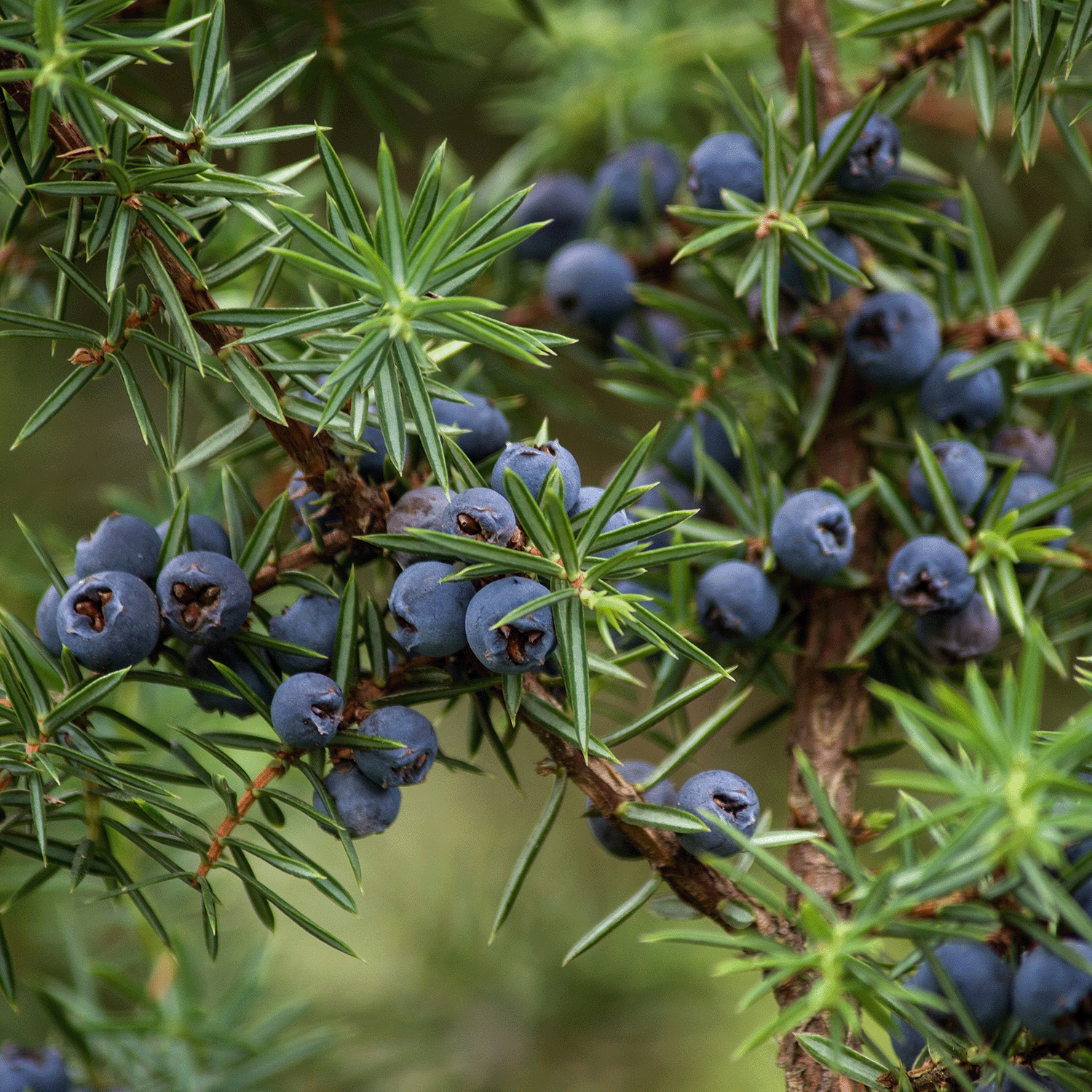 Close-up of a juniper branch adorned with clusters of dark blue berries and sharp green needles, capturing the essence of a Mountain Lodge Long-Lasting Scented Jar Candle (18 oz) by Tuscany Candle® SEASONAL.