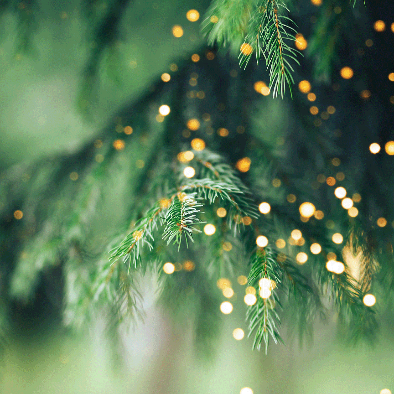 A festive view of evergreen branches lit with glowing string lights stands out against a blurred green background, reminiscent of the cozy aroma of Tuscany Candle® SEASONAL Christmas Citrus Scented Jar Candle (18 oz).