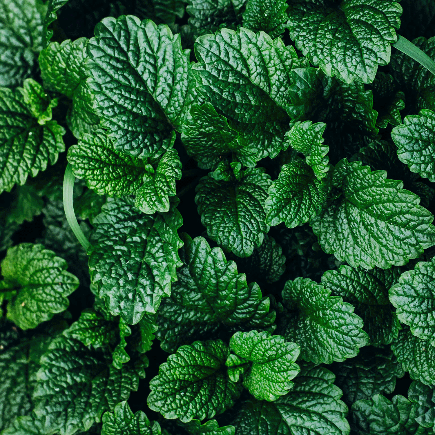 Close-up of fresh green eucalyptus leaves with textured surfaces and serrated edges, reminiscent of a Snow Kissed Winter Wonderland's crisp beauty.