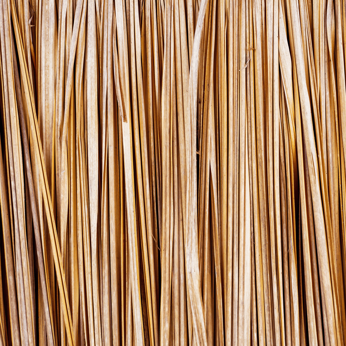 Close-up view of vertical, dry, golden-yellow straw or reed stalks arranged tightly together, evoking the natural textures and botanical fragrance featured in the Tuscany Candle® Everyday Bamboo Blossom Long-Lasting Scented Jar Candle (18 oz).