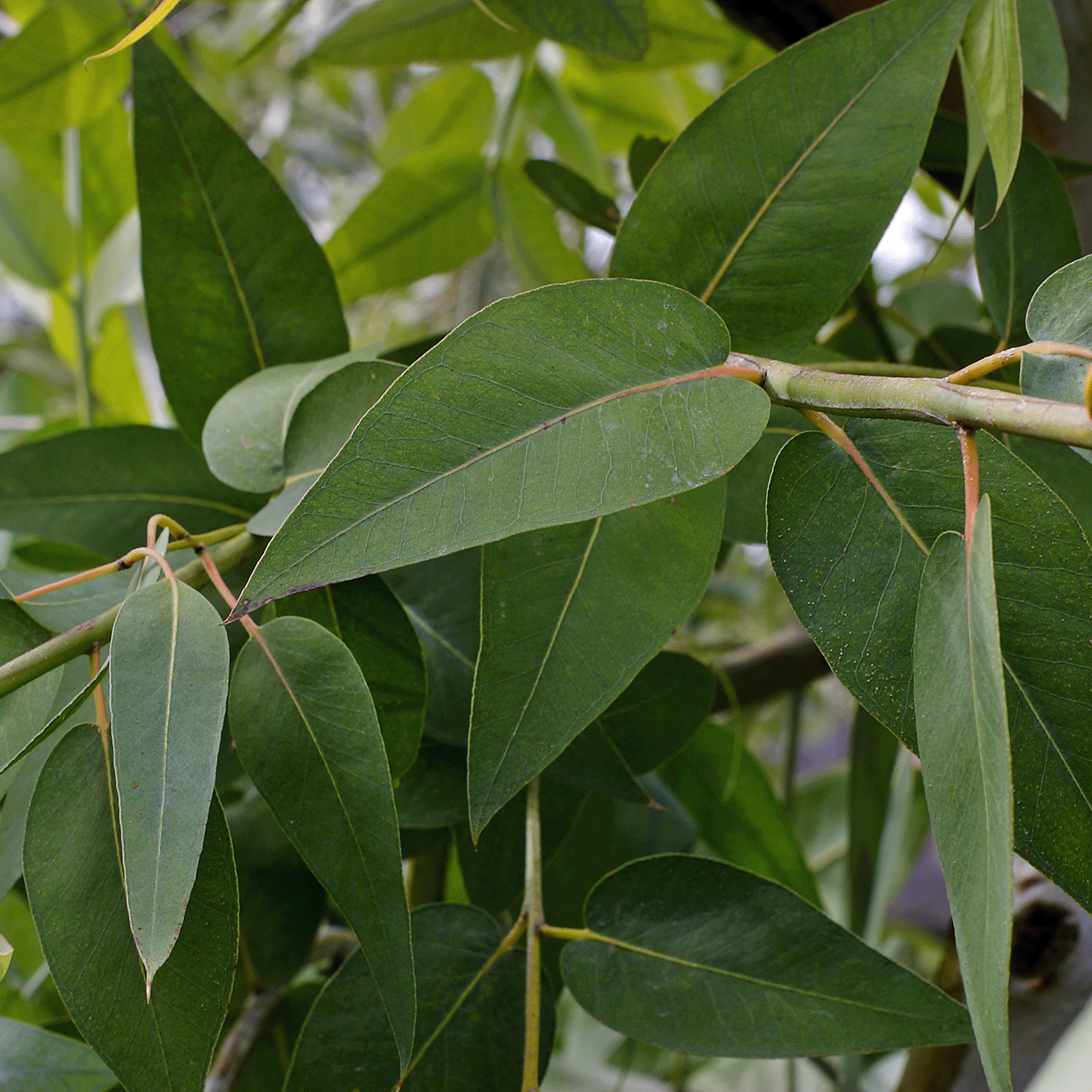 Close-up of elongated, smooth-surfaced leaves on branches, reminiscent of the Snow Kissed Eucalyptus scent captured in Tuscany Candle® SEASONAL's wax melt (2.5 oz).