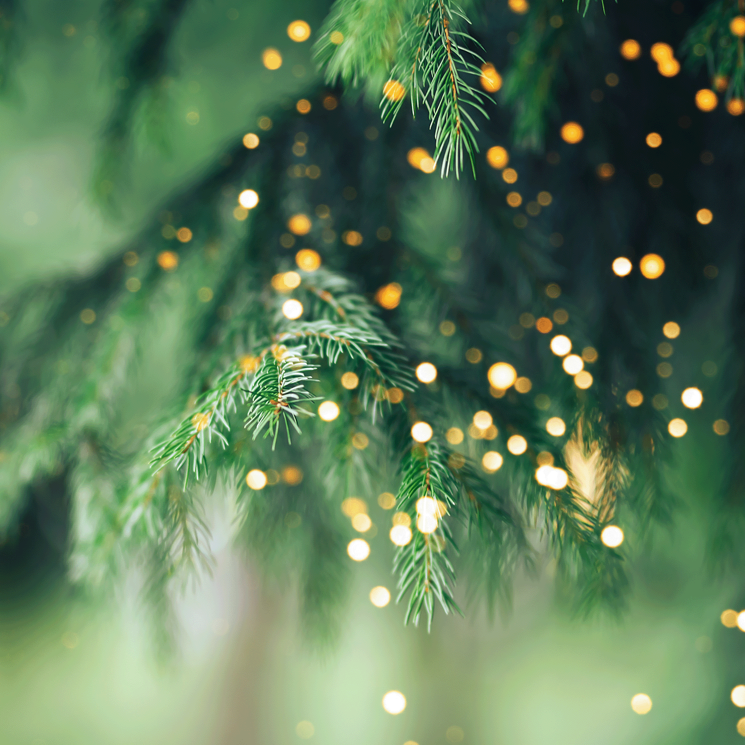 Close-up of the Holiday Hearth Scented Wax Melt (2.5 oz) by Tuscany Candle® SEASONAL, featuring pine branches with soft focus lights that create a bokeh effect against a green background.