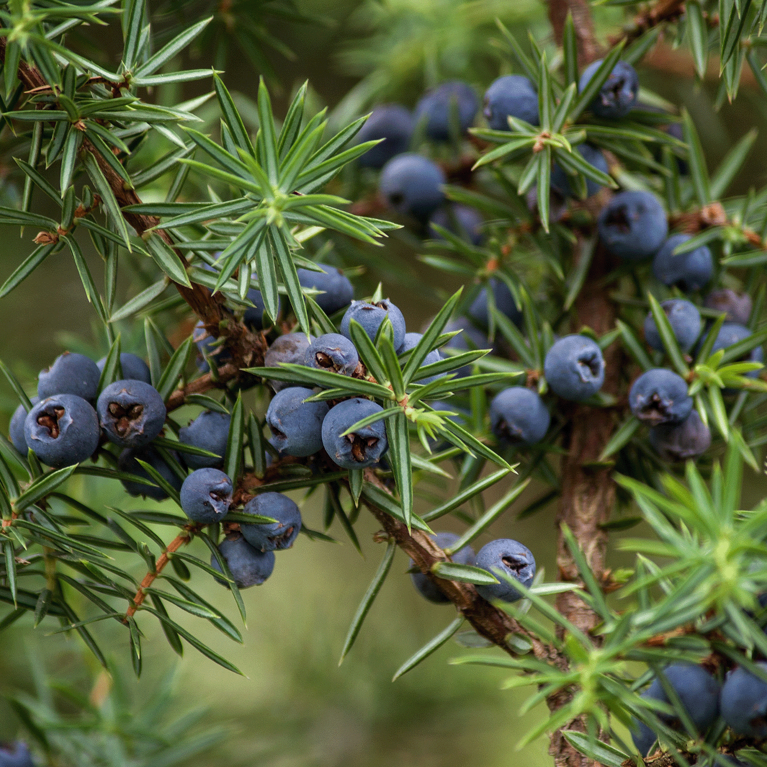 Close-up of a juniper branch, featuring clusters of round, dark blue berries nestled among sharp, green needles, reminiscent of the Mountain Lodge Scented Wax Melt by Tuscany Candle® SEASONAL (2.5 oz).