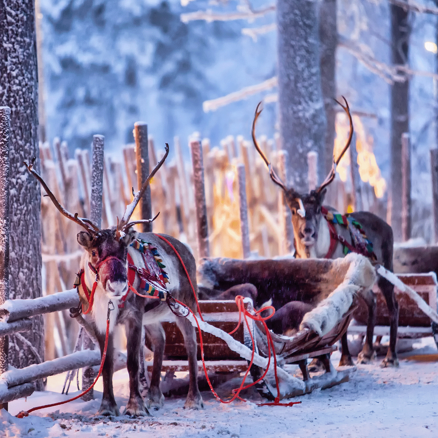 Reindeer harnessed to a sleigh rest in a snowy, forested area surrounded by fences and trees, evoking the aroma of Sleigh Bells Scented Wax Melt by Tuscany Candle® SEASONAL.